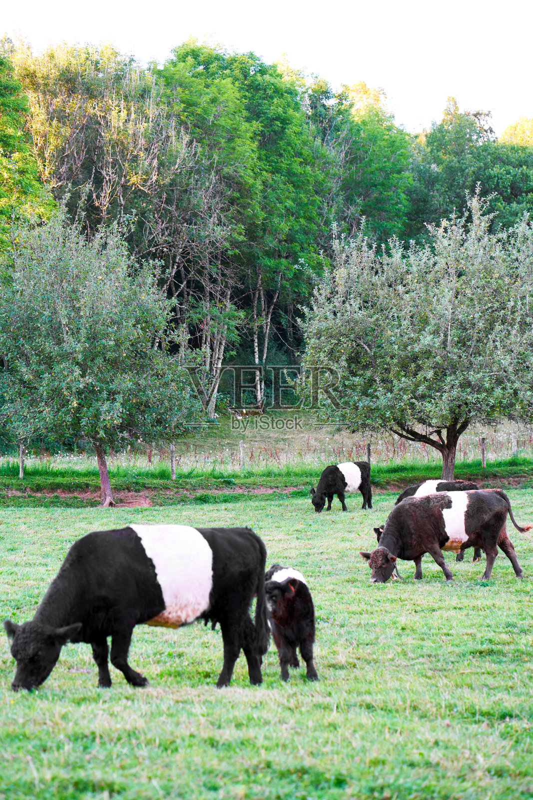 带腰带的加洛韦母牛和小牛站在草地上吃草照片摄影图片
