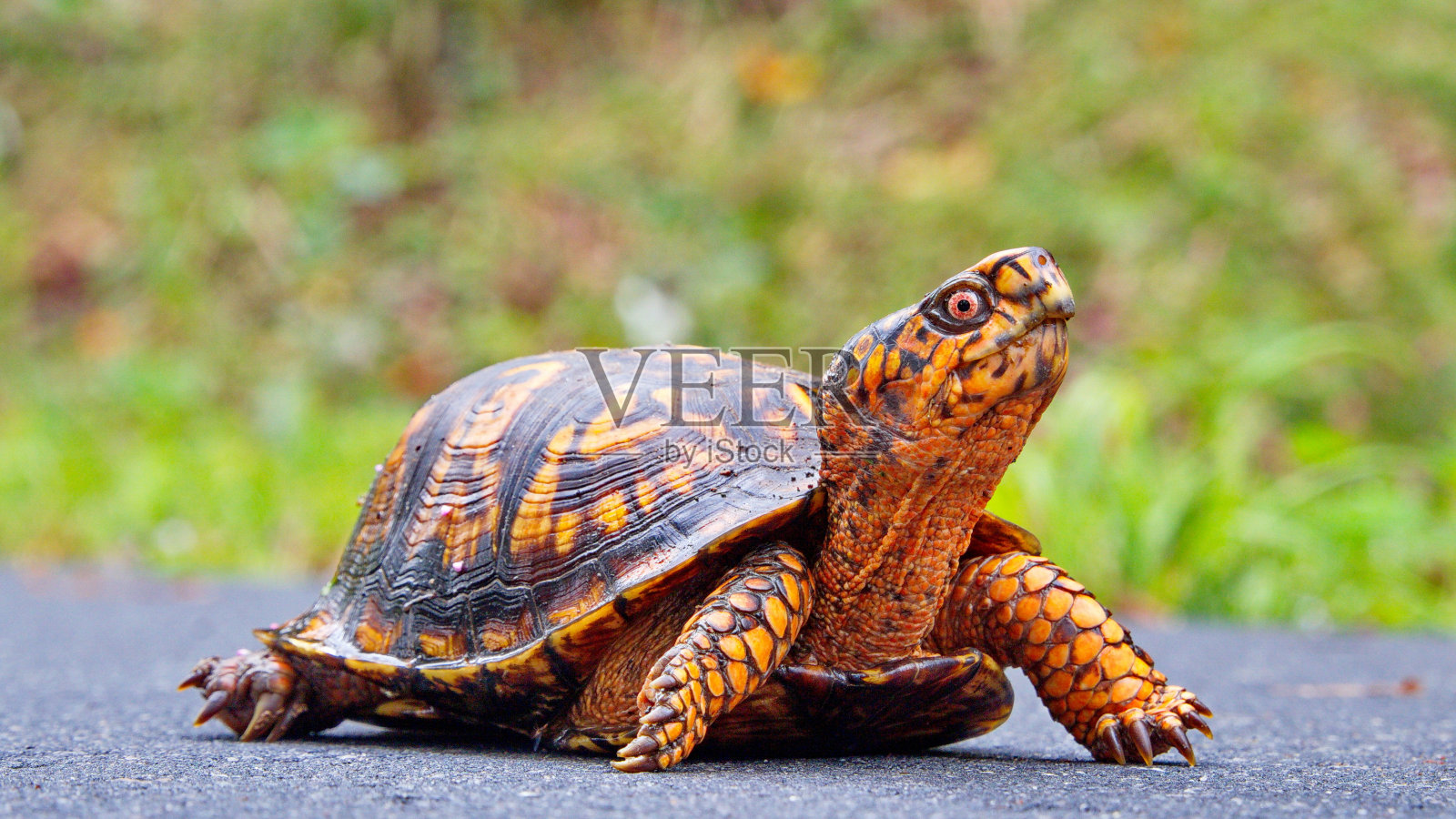 一只野生的卡罗来纳龟走在一条小路上。照片摄影图片