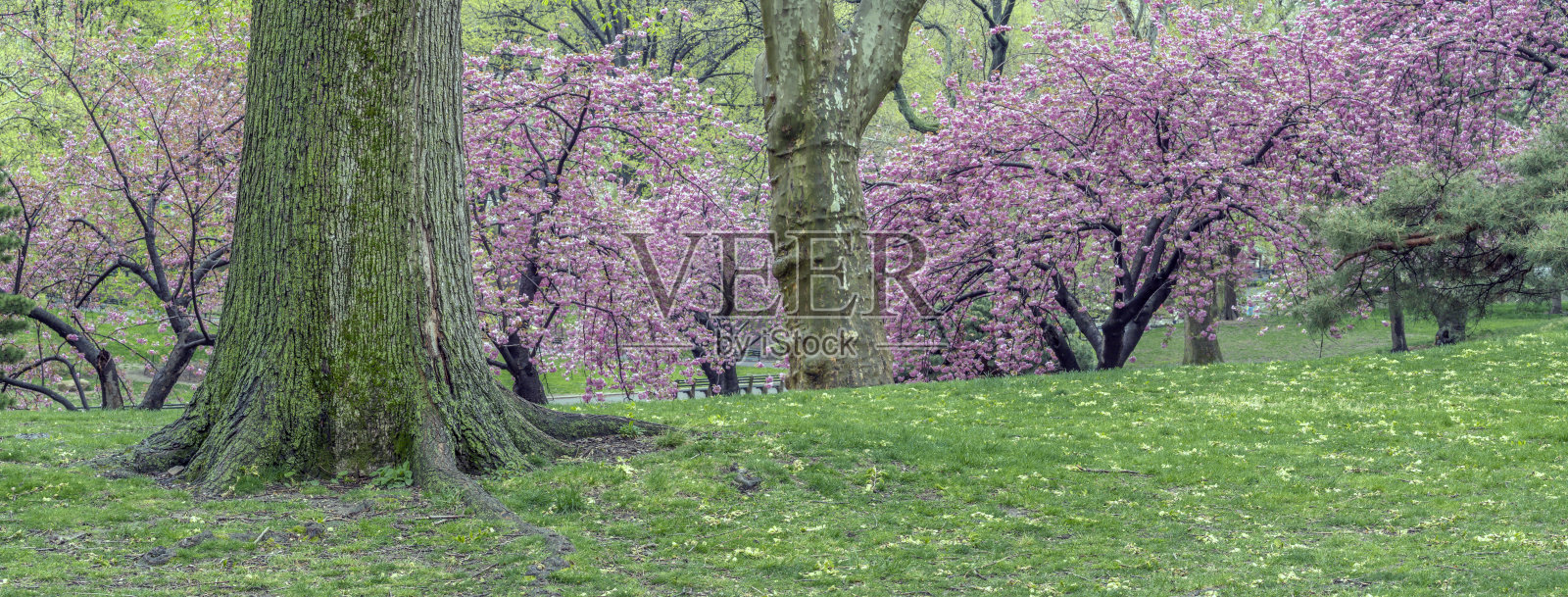 春天，纽约中央公园照片摄影图片