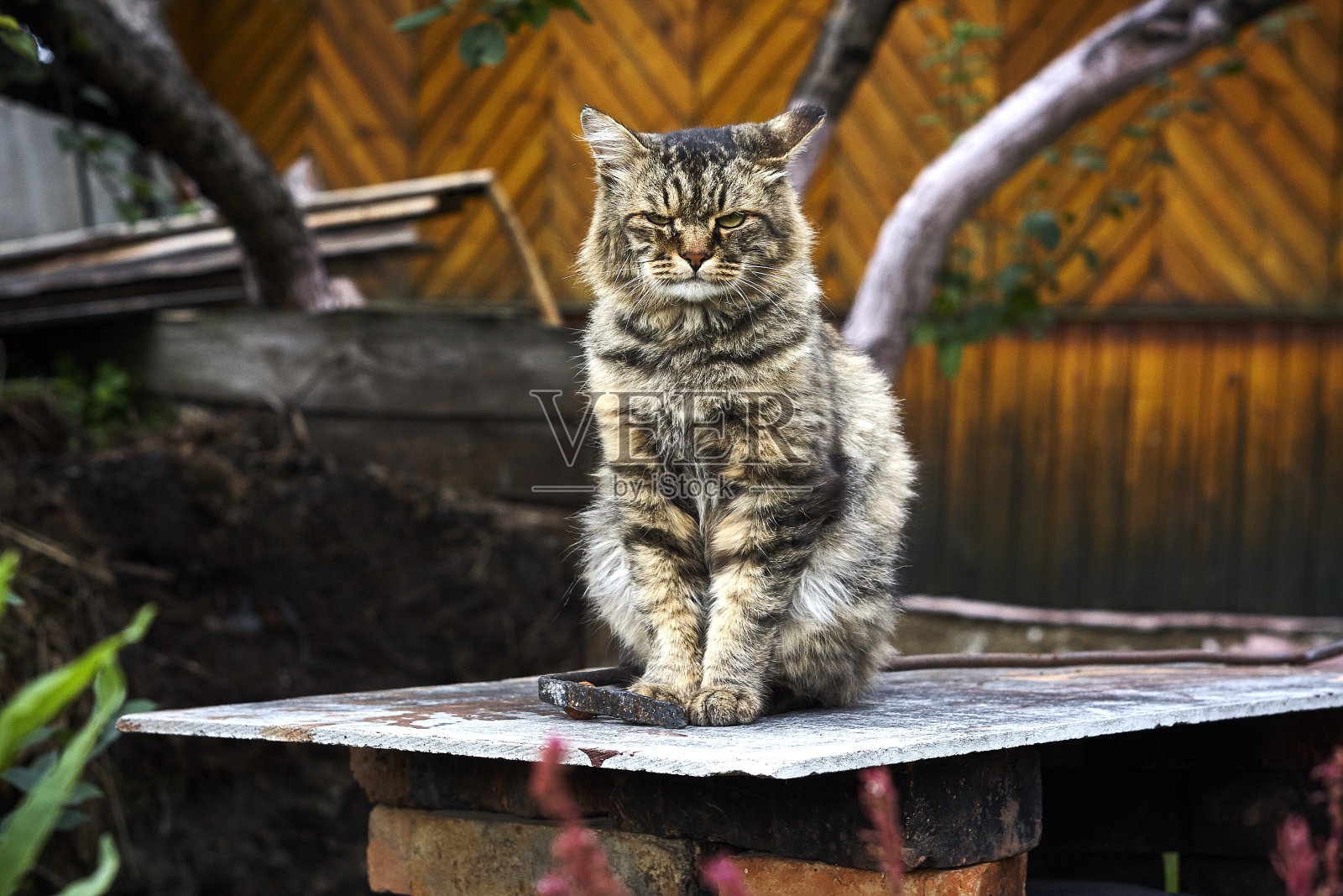 愤怒的西伯利亚猫看着前方，眯着眼睛看着摄像机照片摄影图片