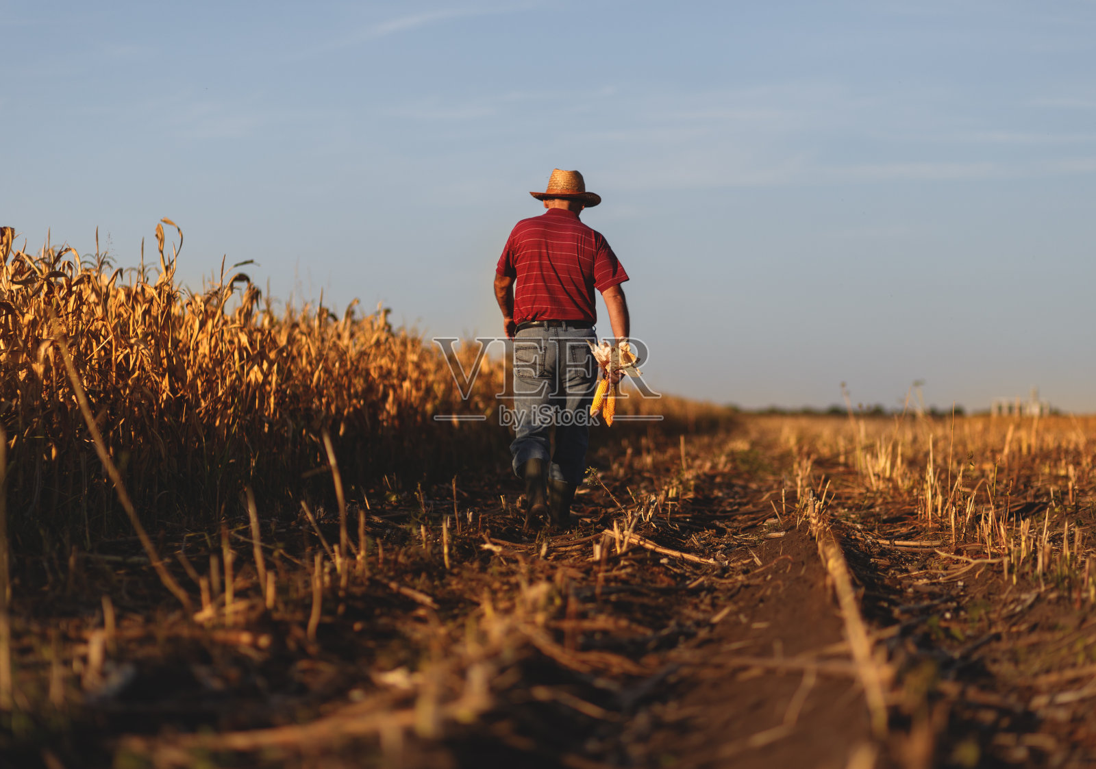 老农在玉米地里散步照片摄影图片