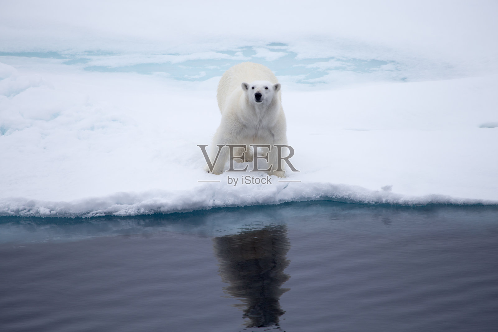 一只北极熊抬头看着一股冰流。照片摄影图片