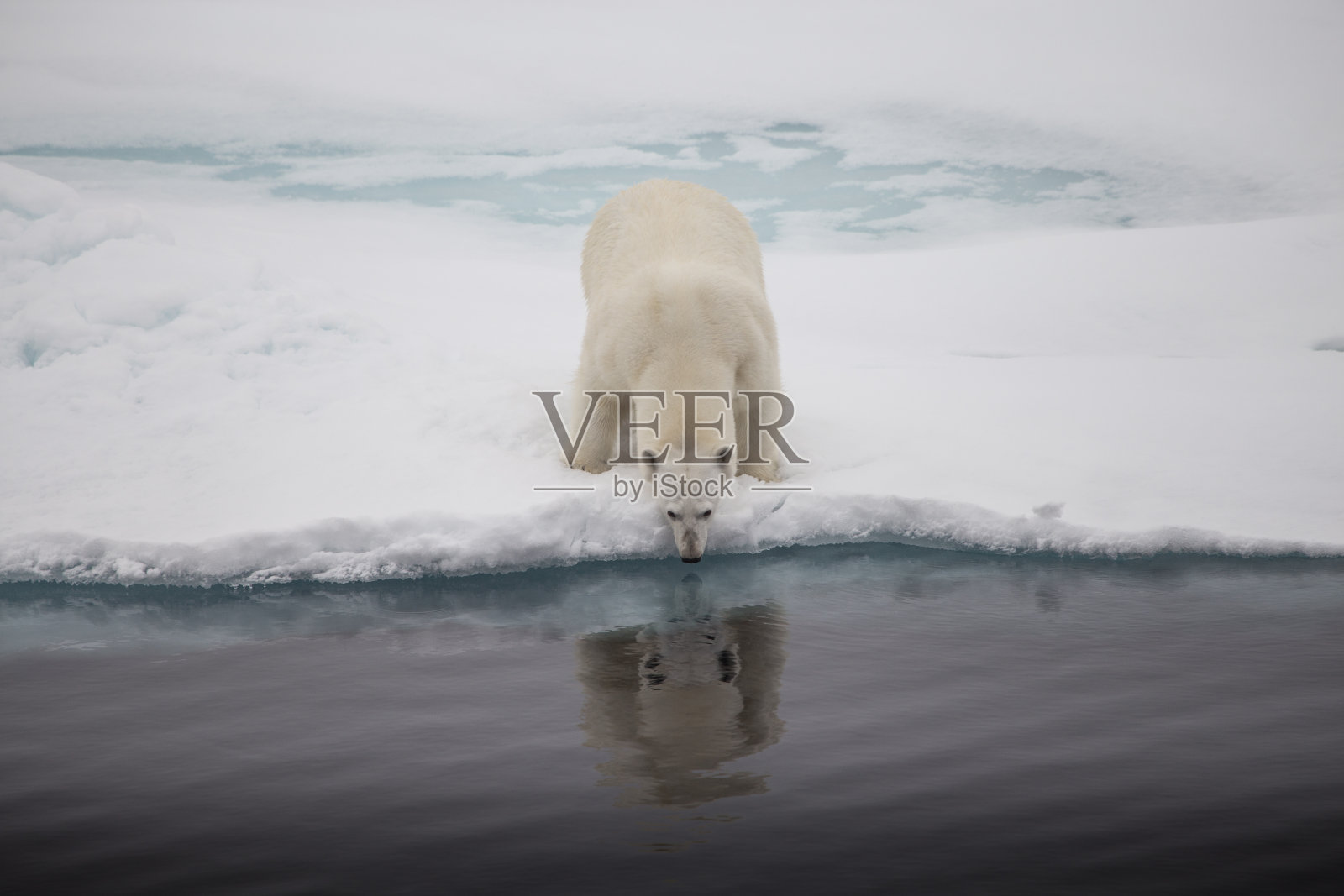 北极熊在水中的倒影照片摄影图片