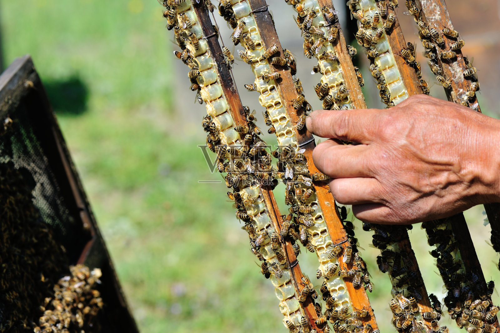 养蜂人手里拿着一个有蜂巢的框架照片摄影图片