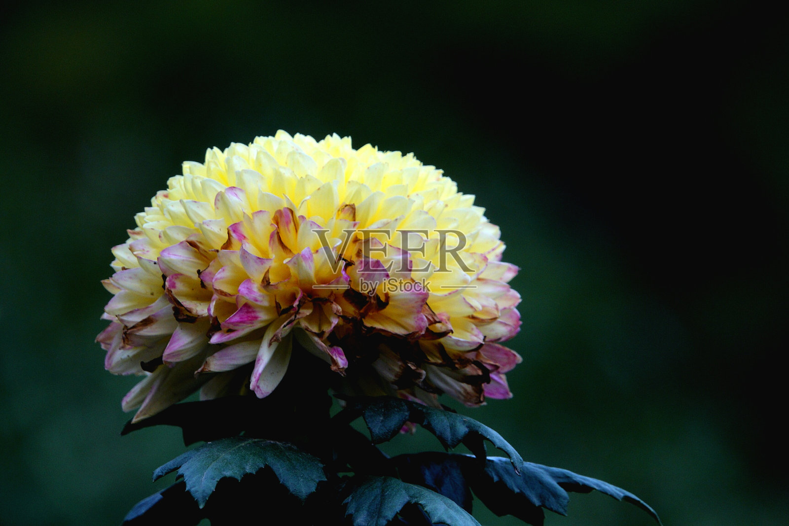 美丽的菊花照片摄影图片