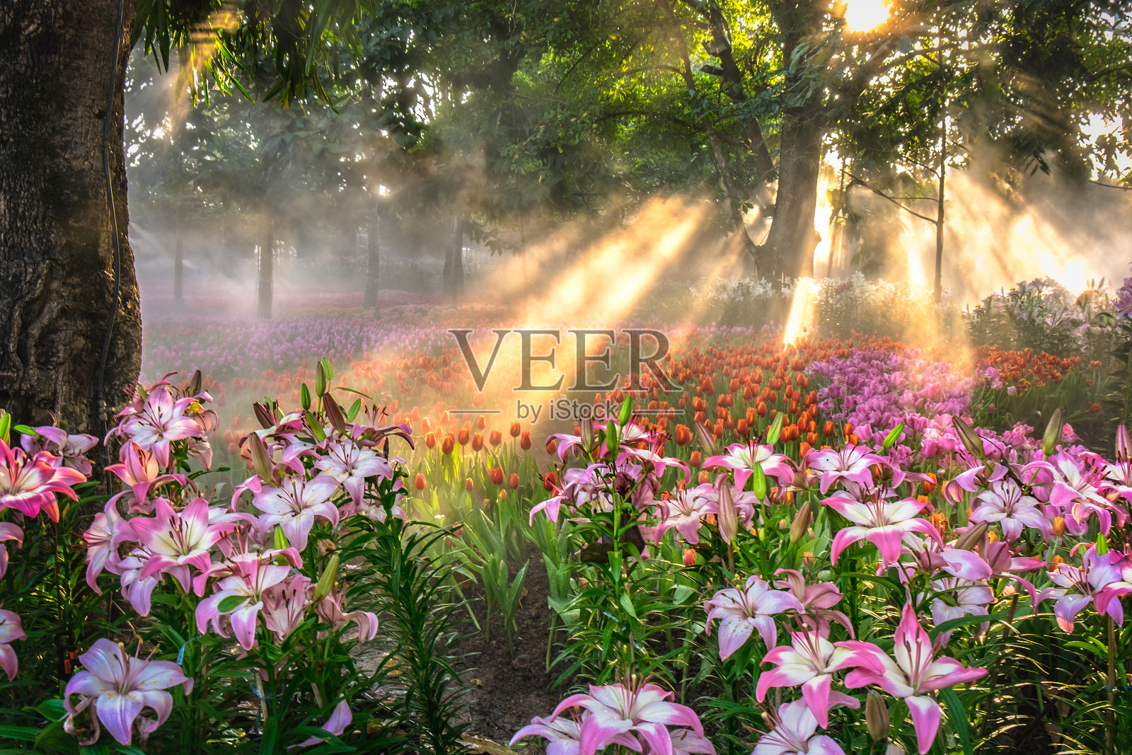 粉红色的百合在喷水和雾在早晨与温暖的阳光。自然背景照片摄影图片