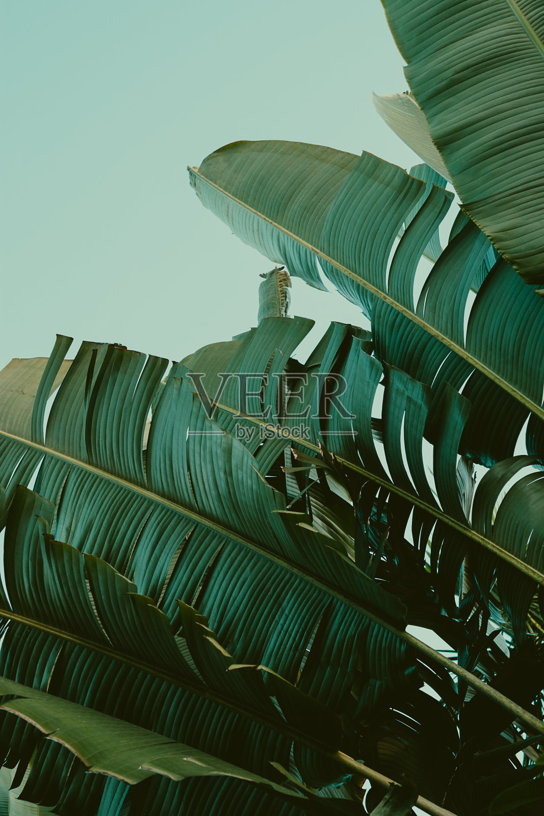 蓝天下的棕榈树。的背景。旅游卡。复古的效果。照片摄影图片