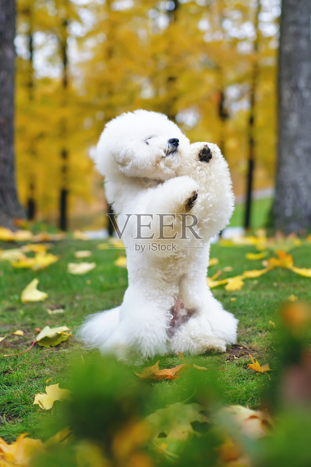 可爱的卷毛比熊犬，剪着时髦的发型，在秋天的户外摆着后腿的姿势照片摄影图片