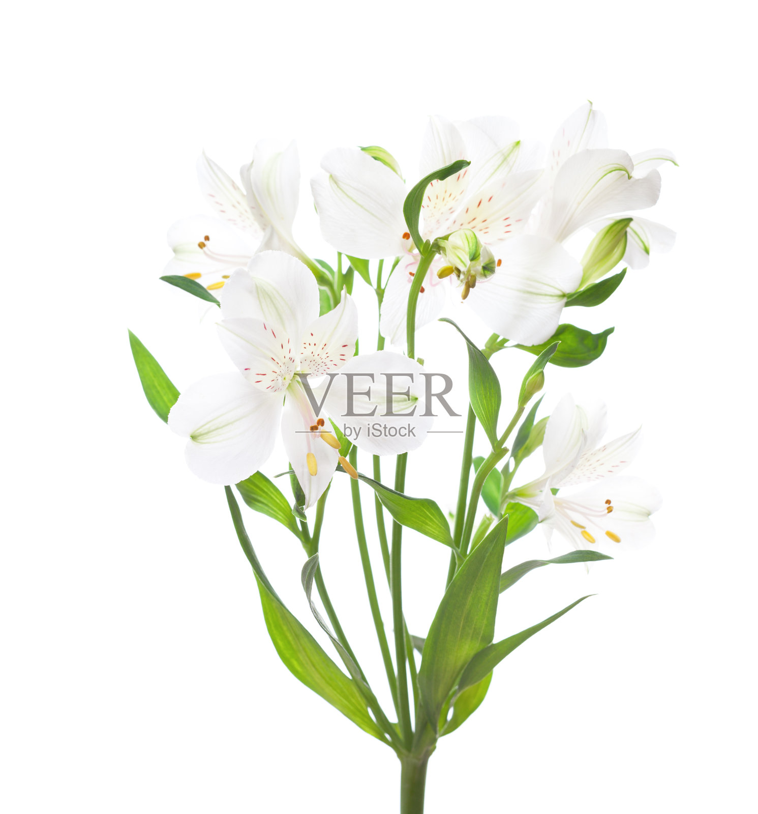 白色白花孤立在白色背景上。照片摄影图片