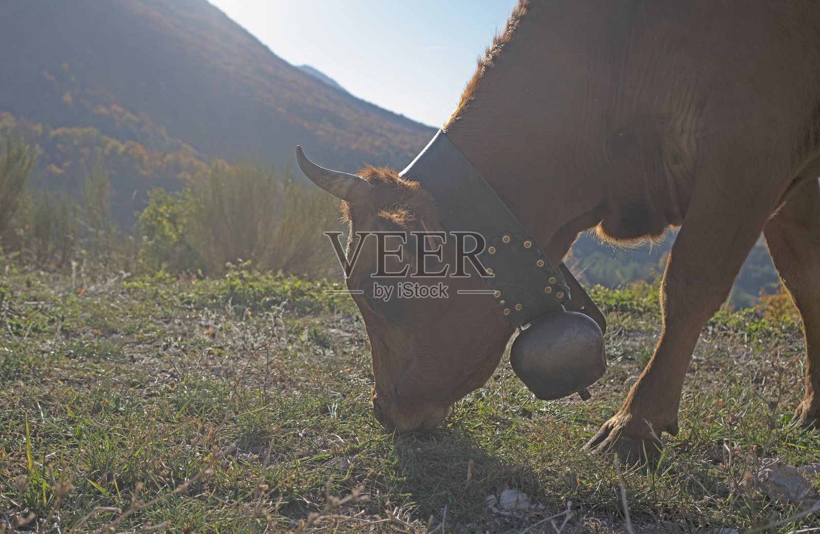 奶牛在日出时吃草照片摄影图片