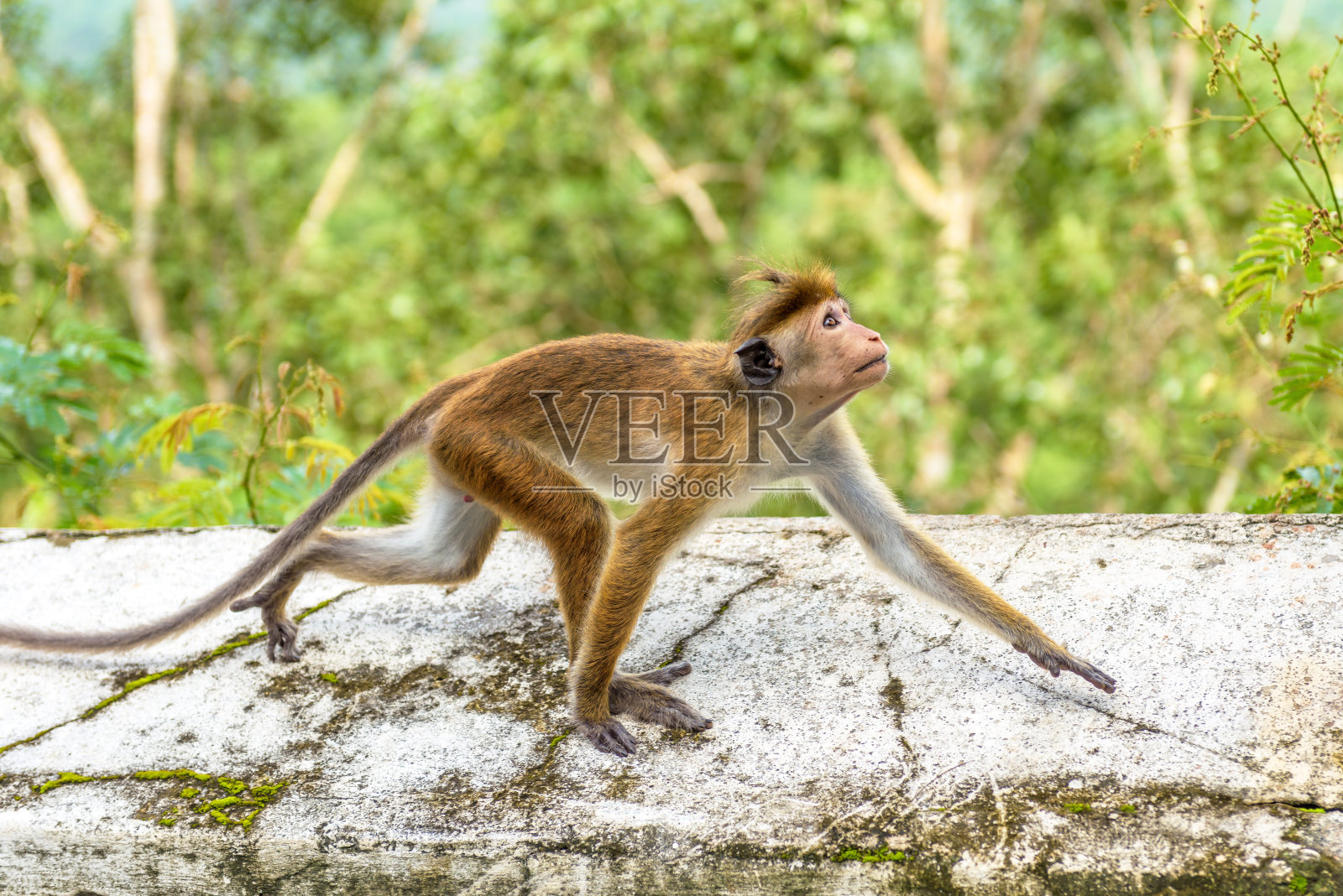 一只猴子在古老的佛教寺庙里奔跑，斯里兰卡照片摄影图片