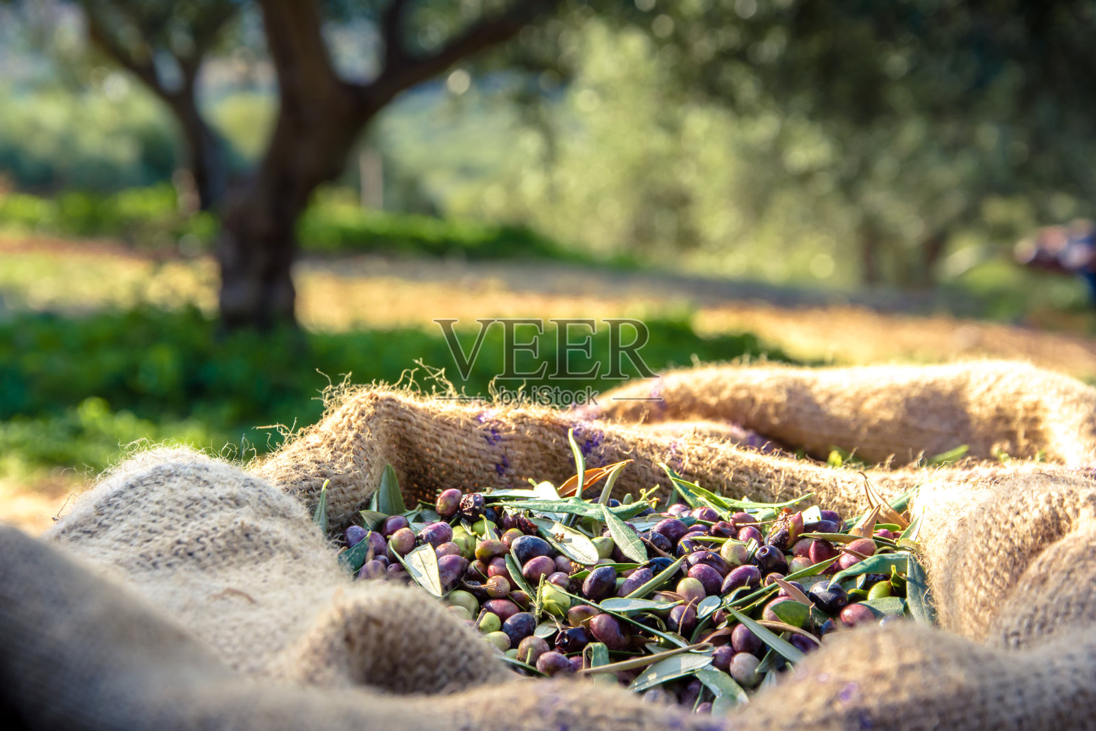 在希腊克里特岛的一块地里收获袋装的新鲜橄榄，用于生产橄榄油照片摄影图片