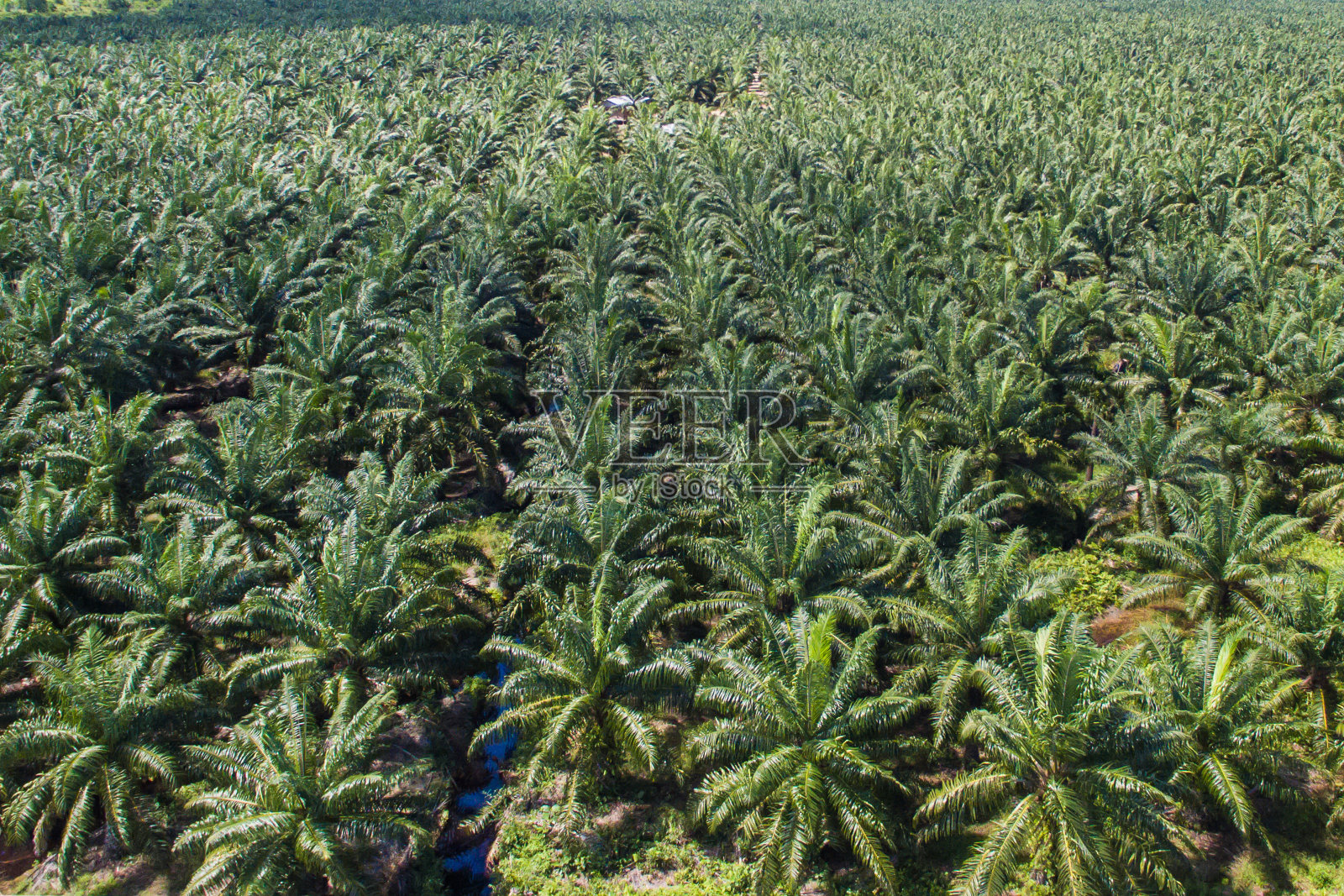 棕榈油种植园照片摄影图片