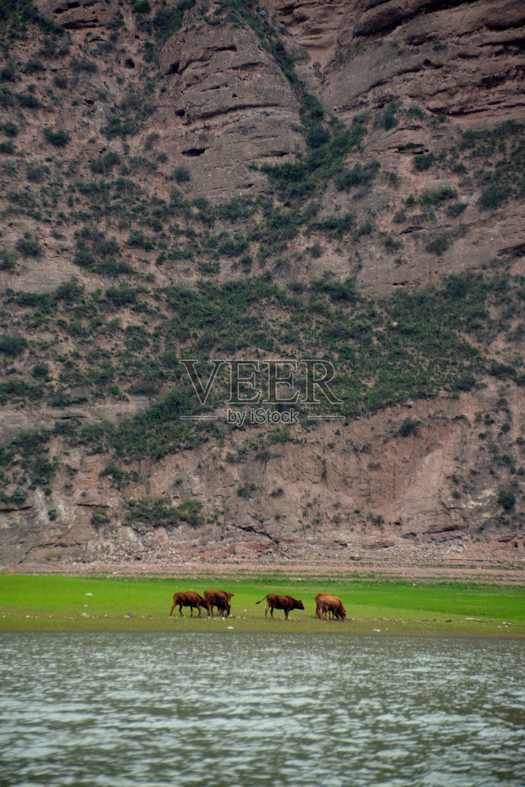 中国甘肃省临夏回族自治州刘家峡水库岸边的奶牛照片摄影图片