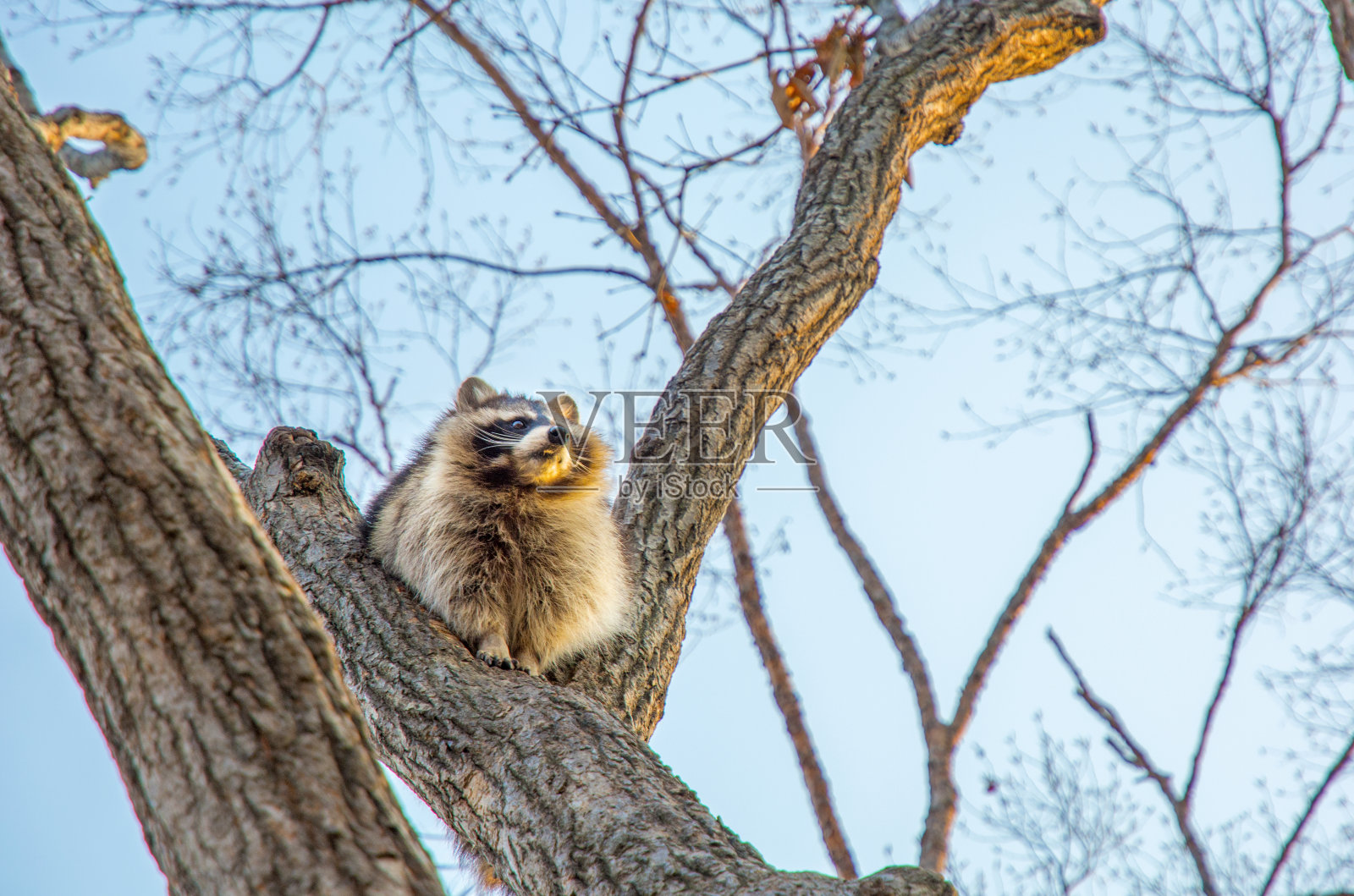 毛茸茸的浣熊坐在高高的树上看着。照片摄影图片