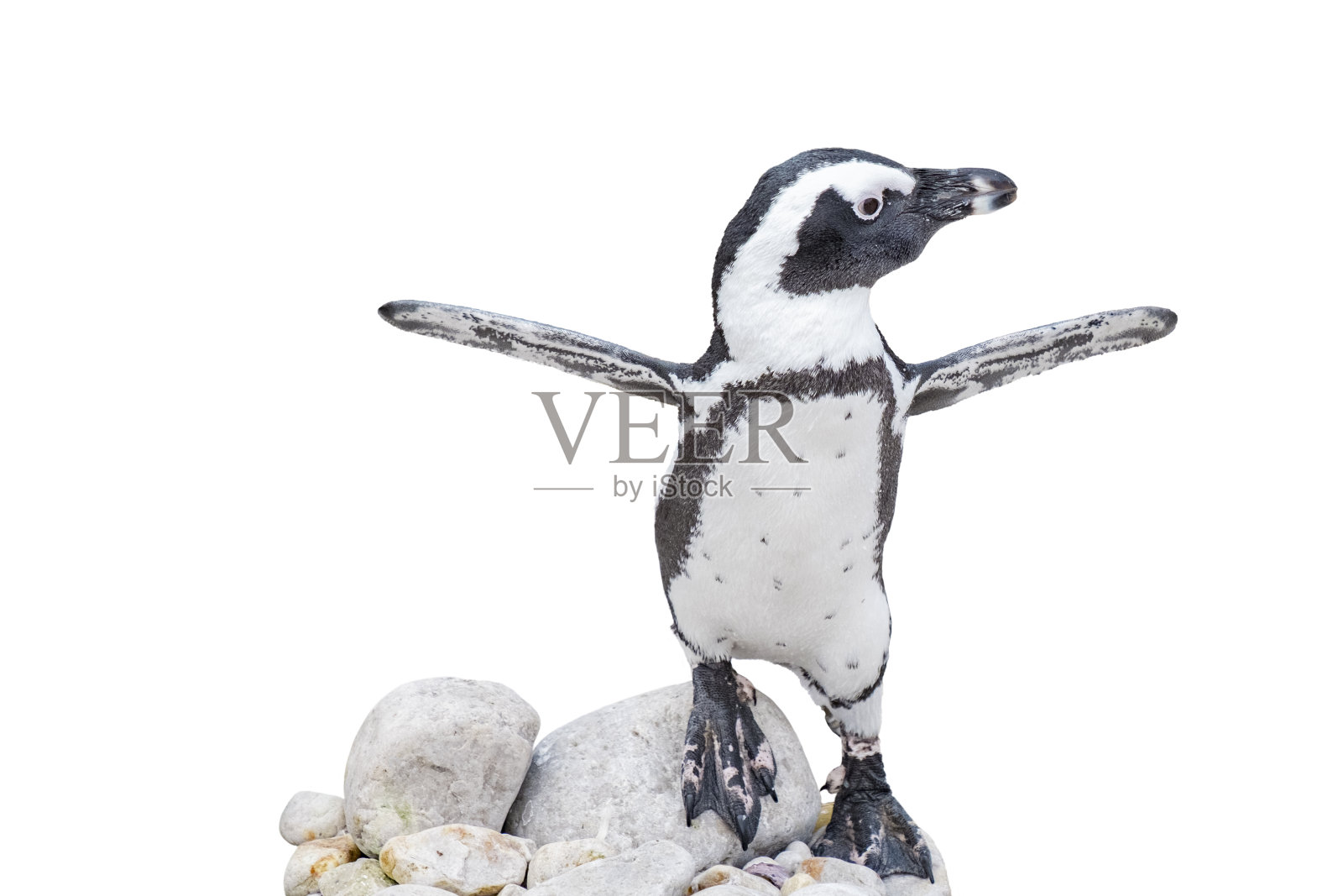 小企鹅在岩石上展开翅膀照片摄影图片