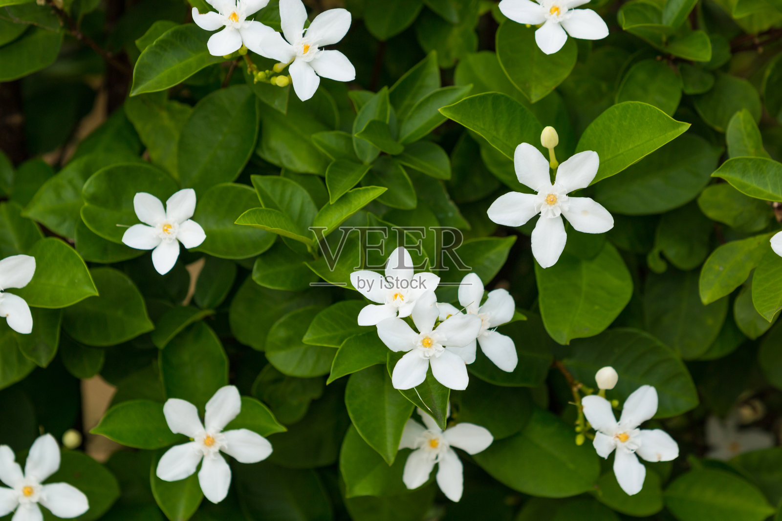 白色的茉莉花在绿色的叶子背景照片摄影图片