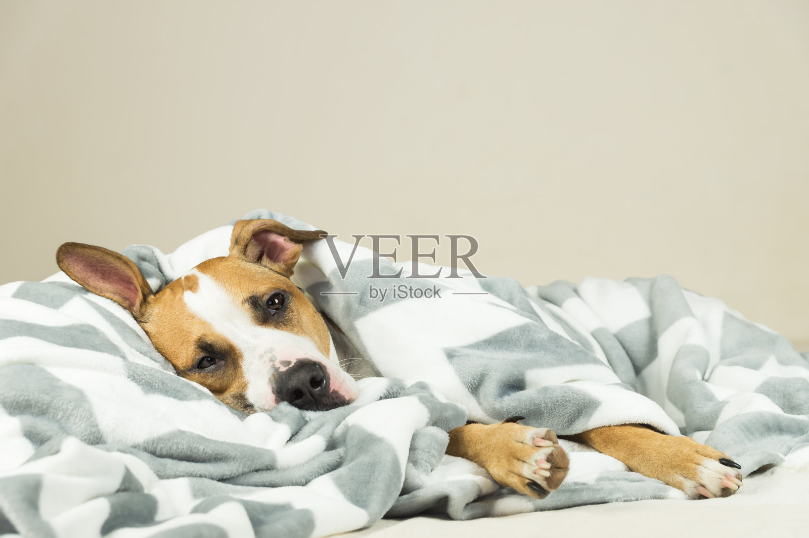 有趣的小斯塔福德郡小狗躺在毯子里睡着了。照片摄影图片