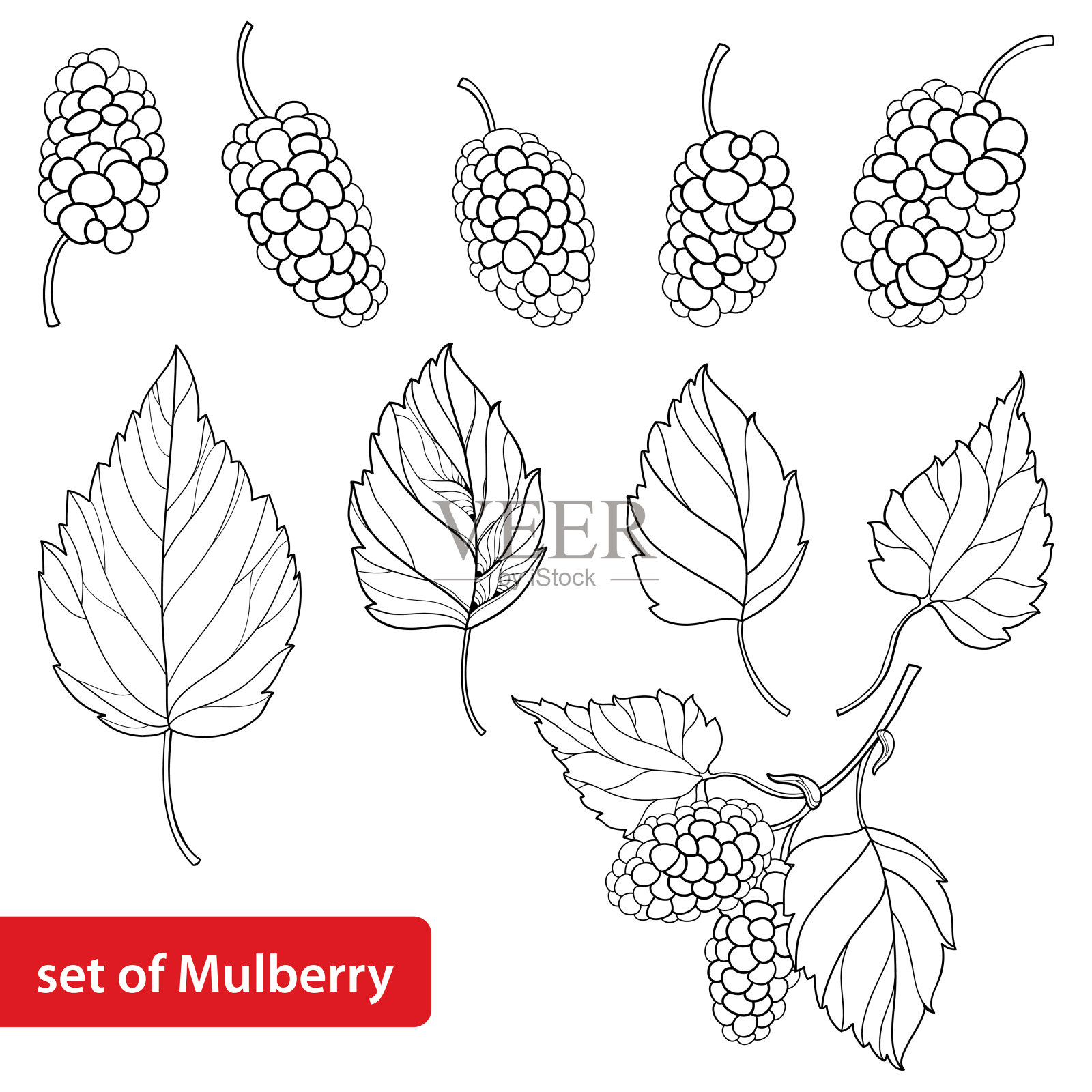 向量设置与轮廓桑树或桑树，束，成熟的浆果和叶子在黑色孤立的白色背景。插画图片素材