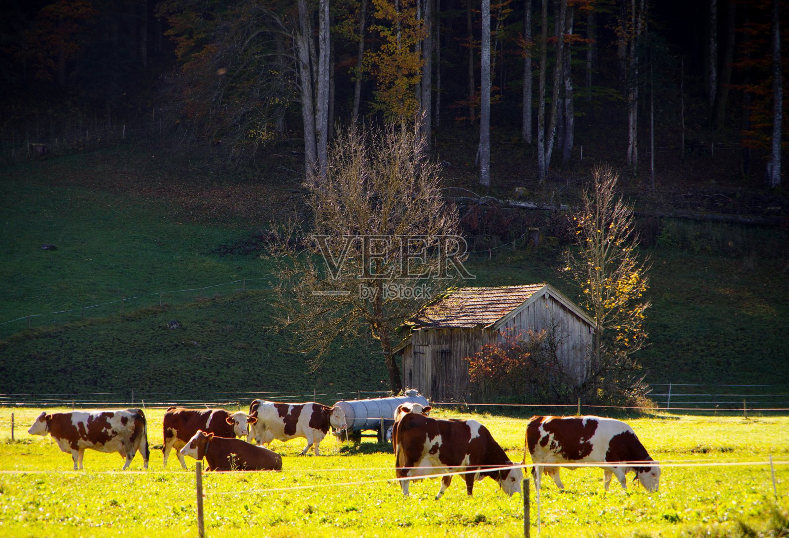 牧场上的牛照片摄影图片