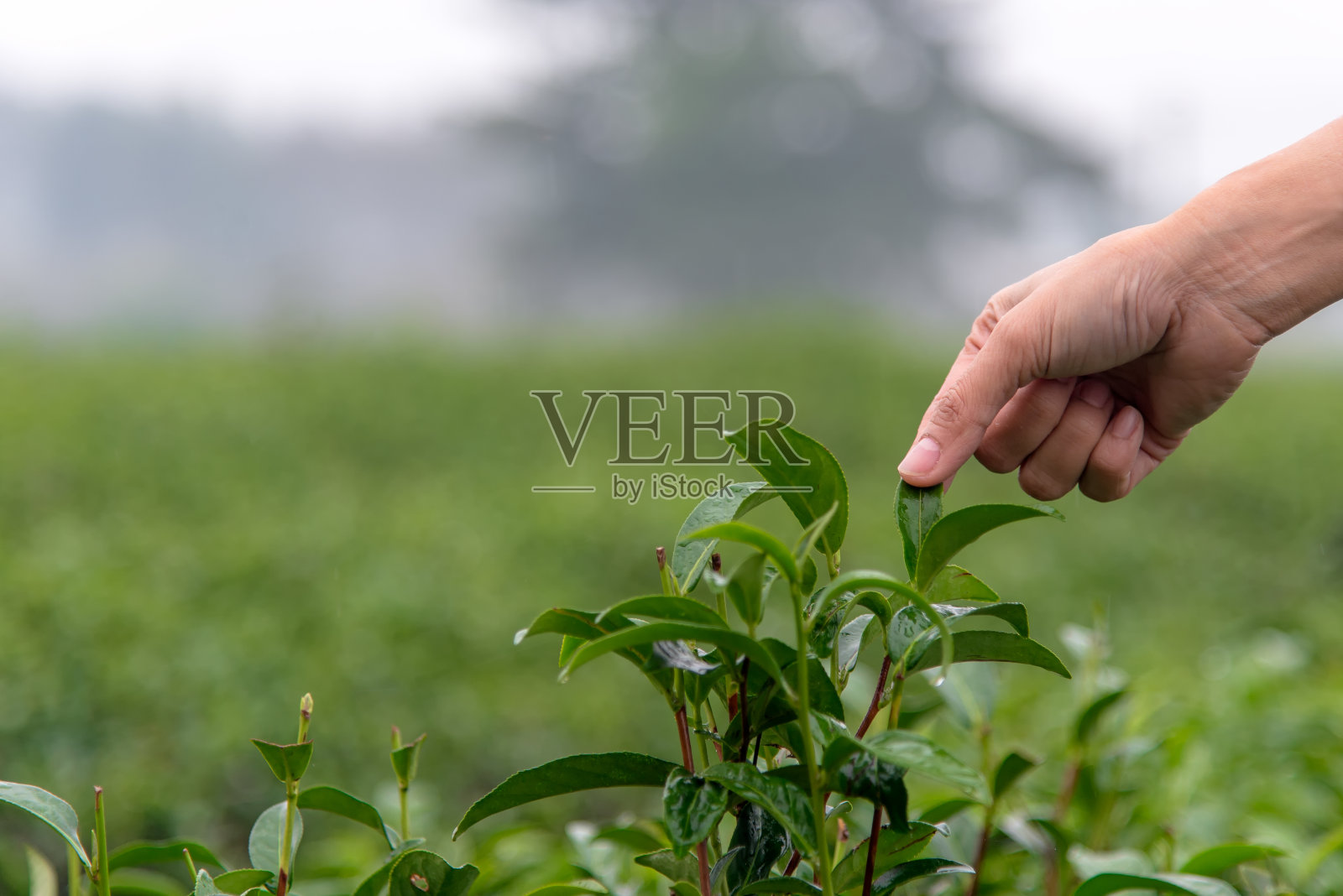 农民们形成了印亚妇女在农家茶园耕作和采摘茶叶的雨后劳作，自然的背景。照片摄影图片