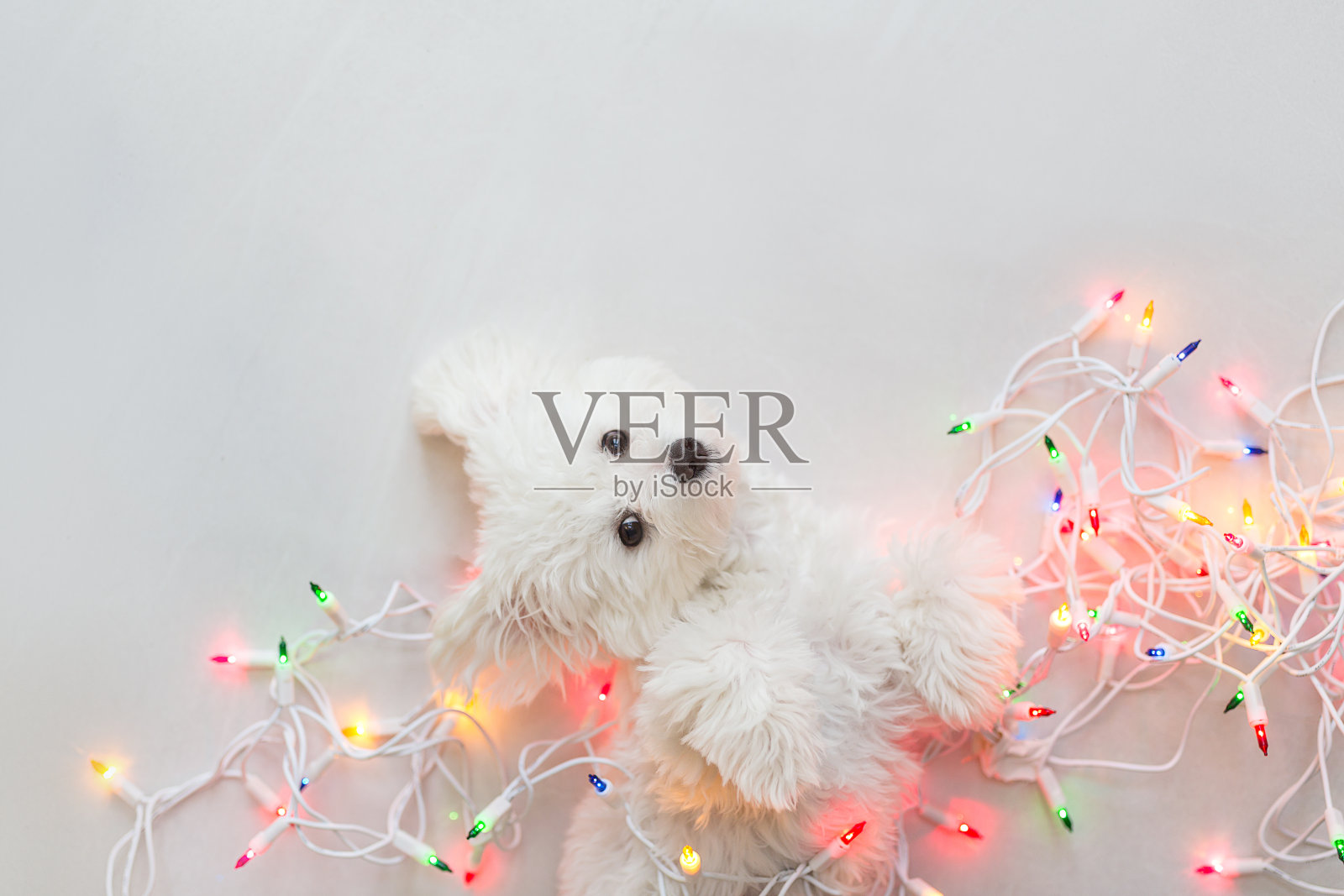 淘气的马耳他小狗纠结在圣诞灯光照片摄影图片