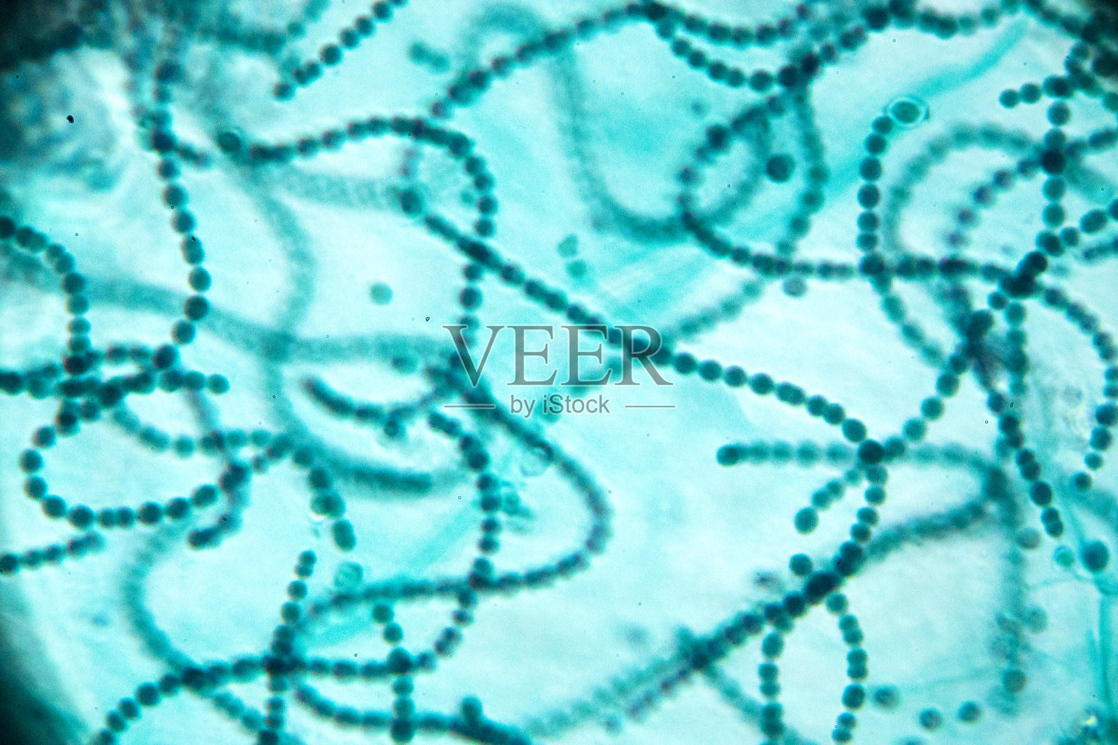 显微镜下的珠藻照片摄影图片