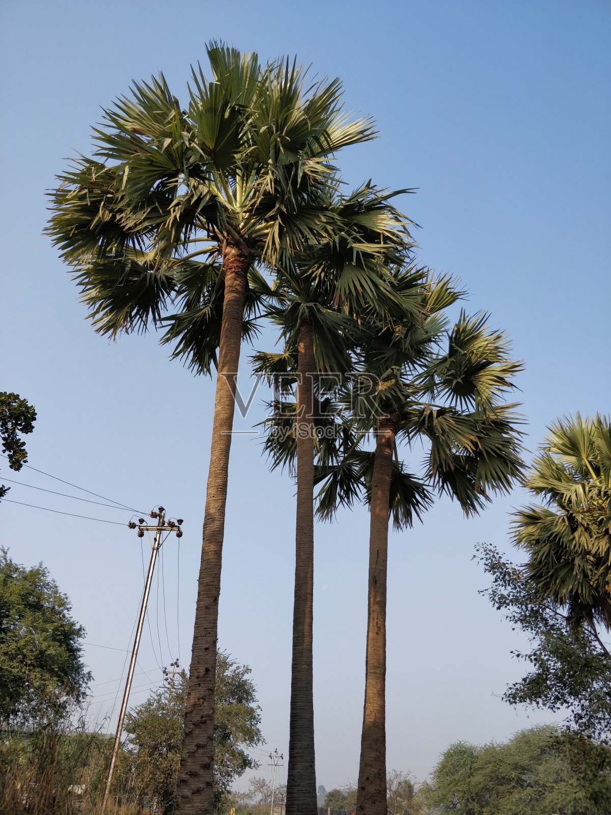 棕榈树映衬着晴朗的天空照片摄影图片