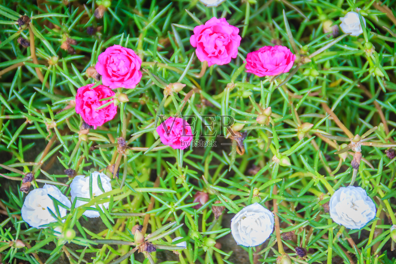 美丽的粉红色马齿苋花，也被称为普通马齿苋、小猪草、红根或马齿苋。照片摄影图片
