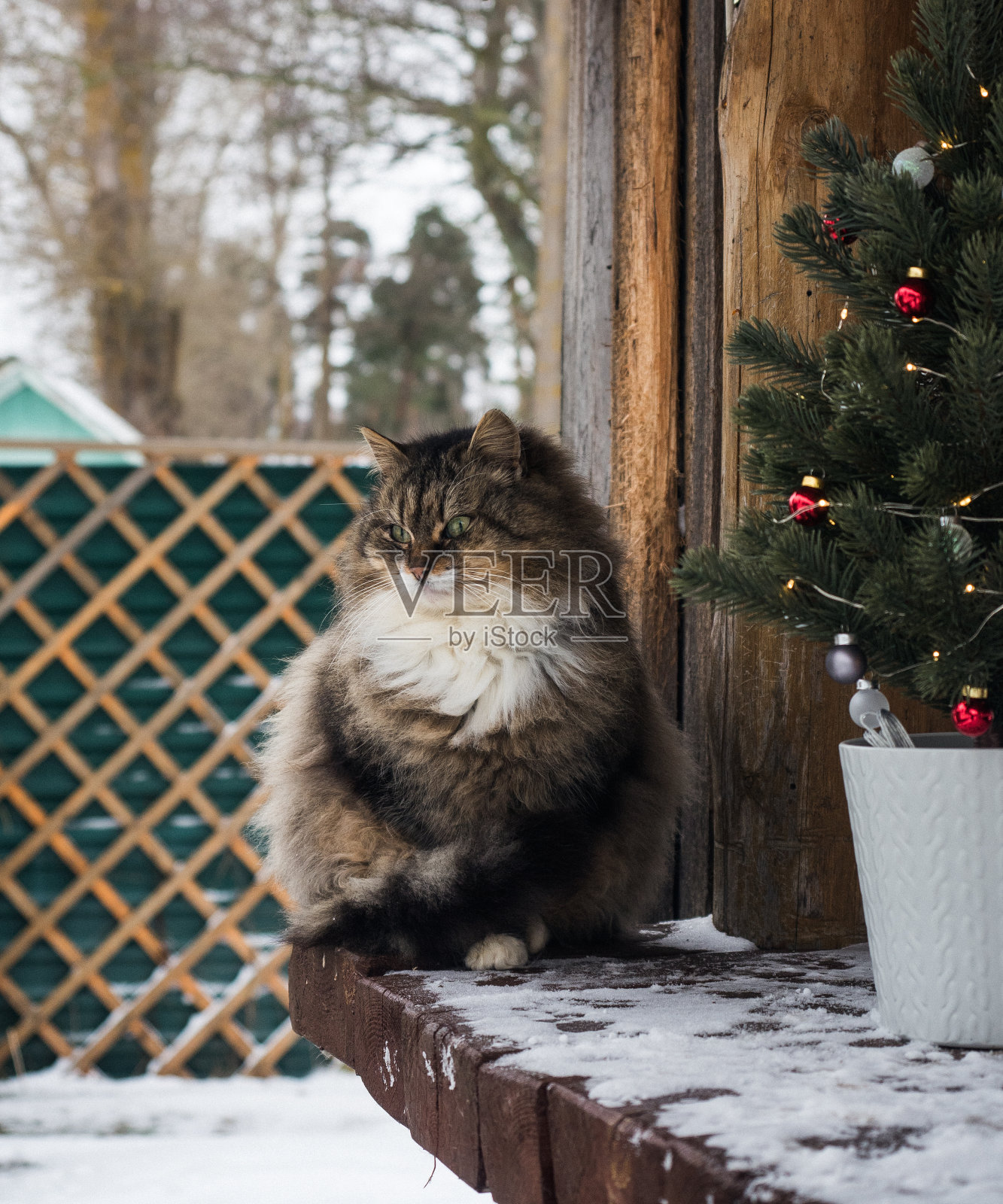 小猫坐在小圣诞树旁照片摄影图片