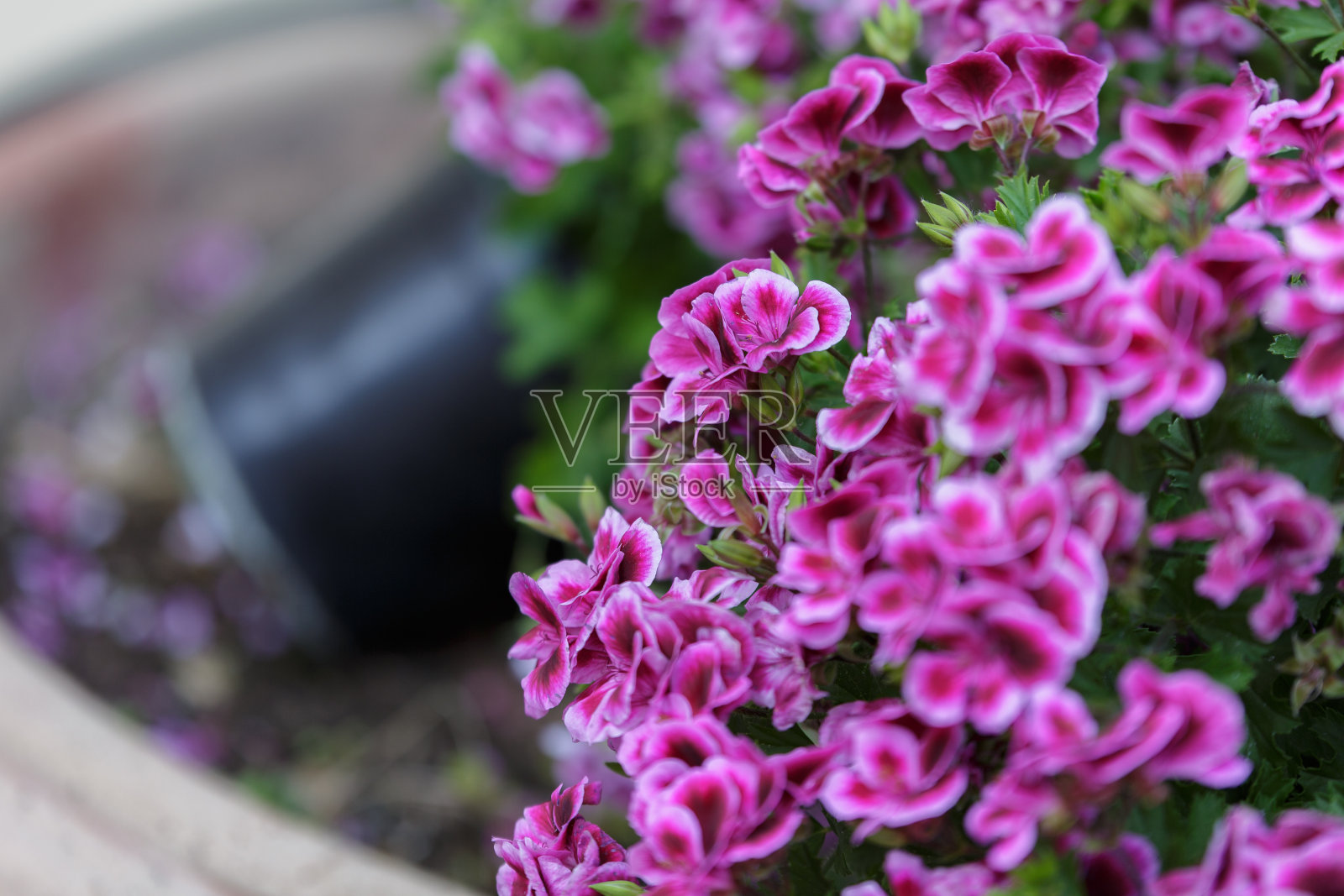 美丽的紫色天竺葵花有五个花瓣和白色边缘照片摄影图片