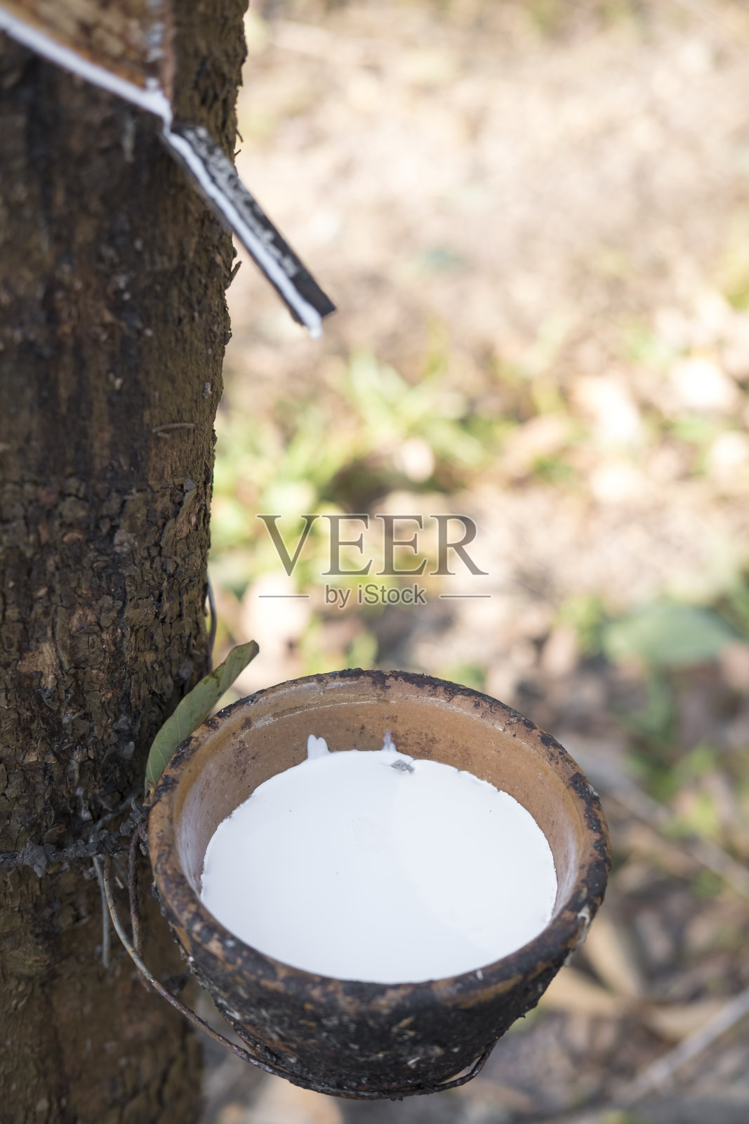 从橡胶树(巴西橡胶树)中提取的乳白色乳胶，作为天然橡胶的来源照片摄影图片