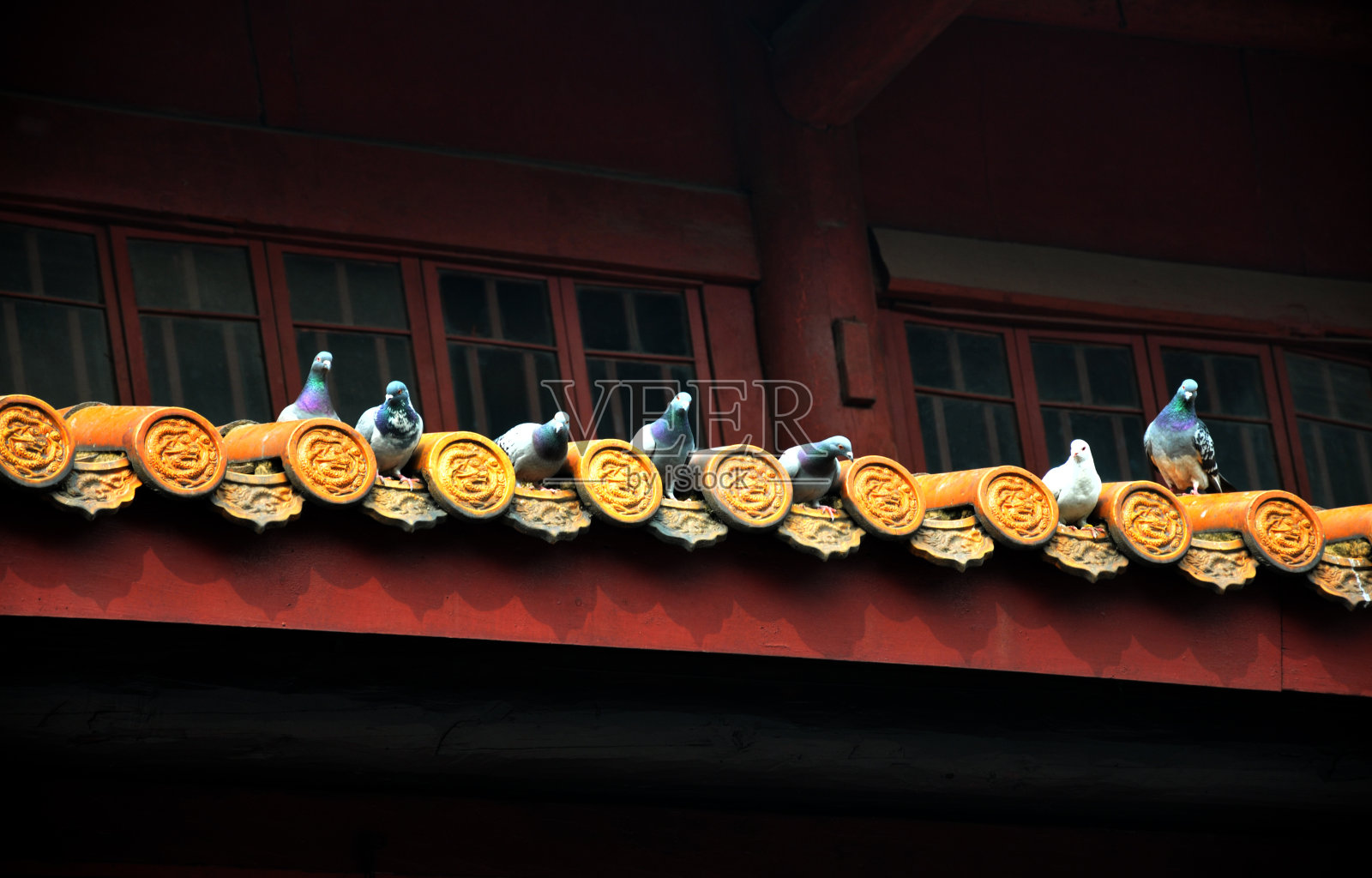 七只鸽子站在铺着黄色银杏叶的中国老式屋檐上。照片摄影图片