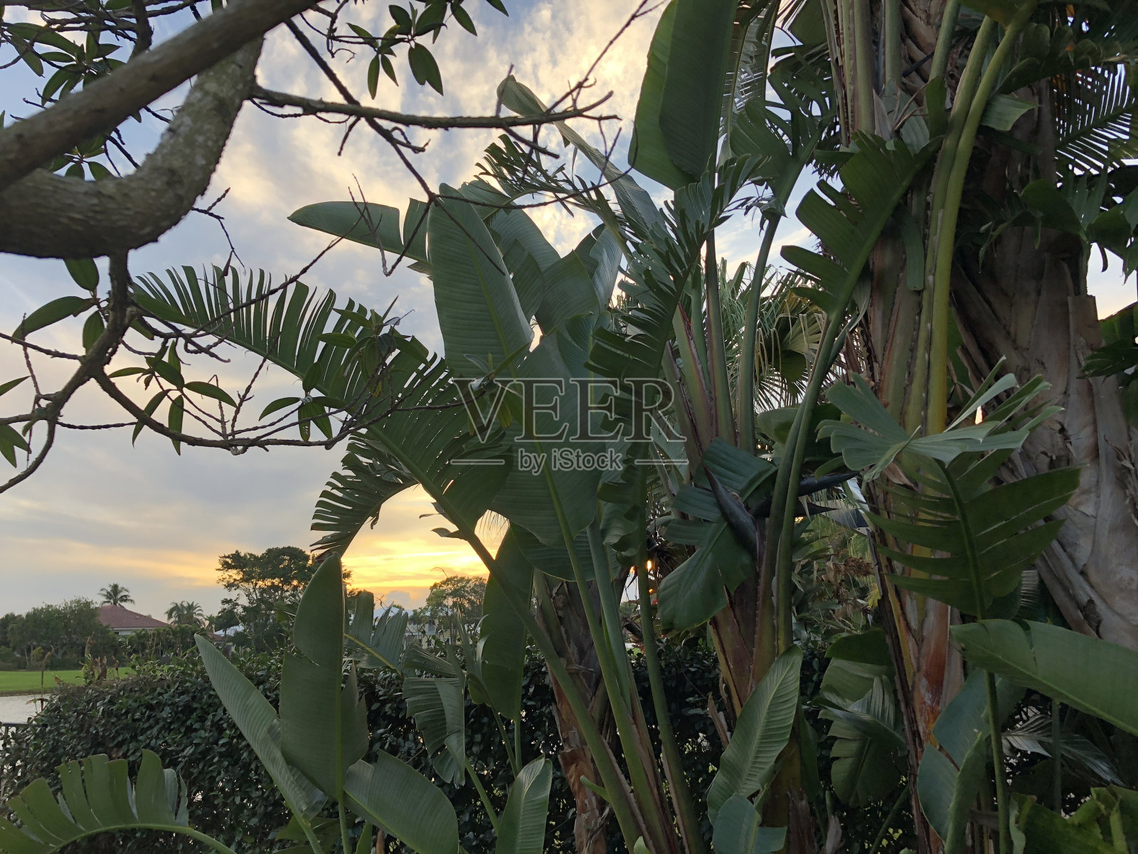 夕阳中的棕榈树照片摄影图片