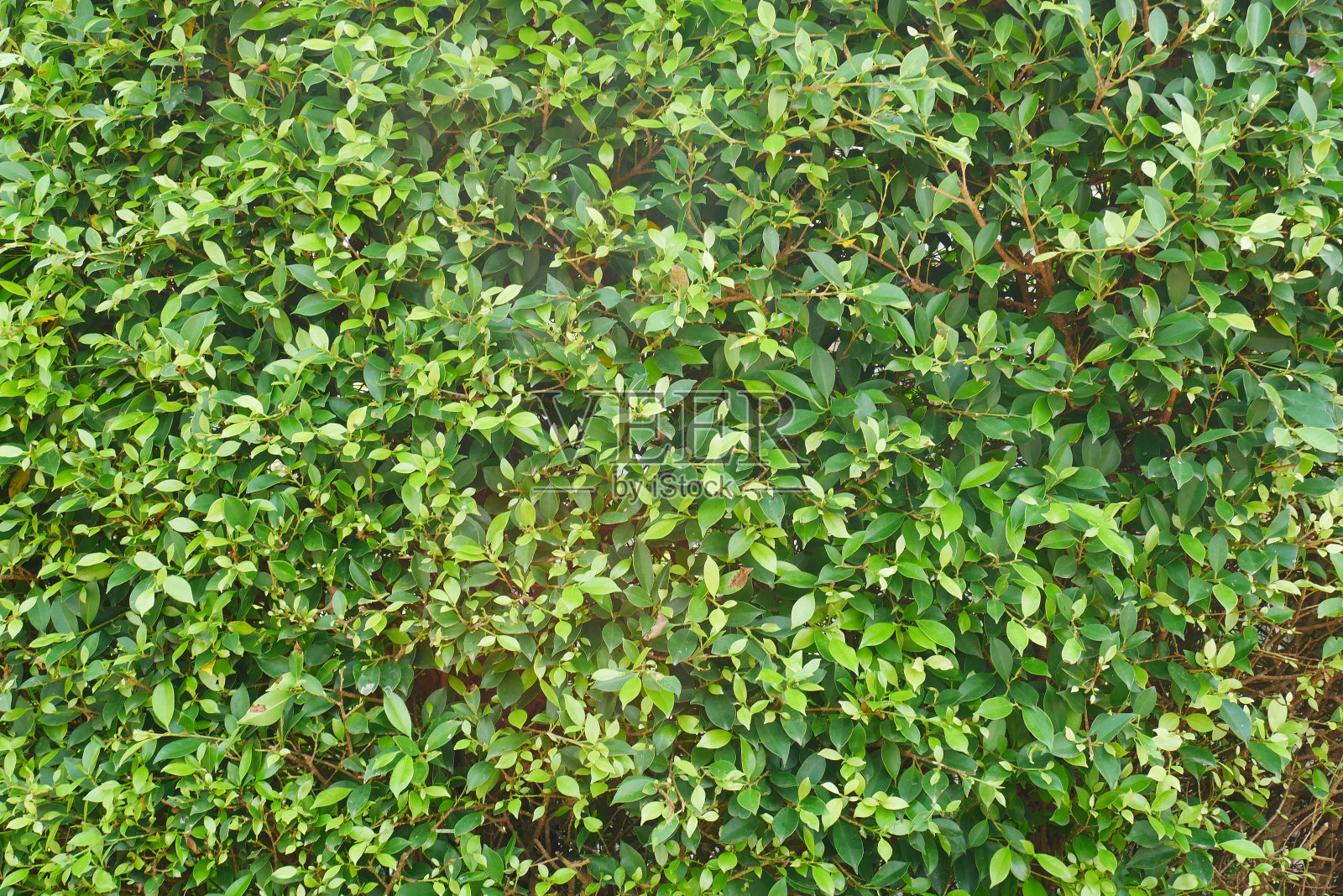 28、榕树绿叶墙照片摄影图片
