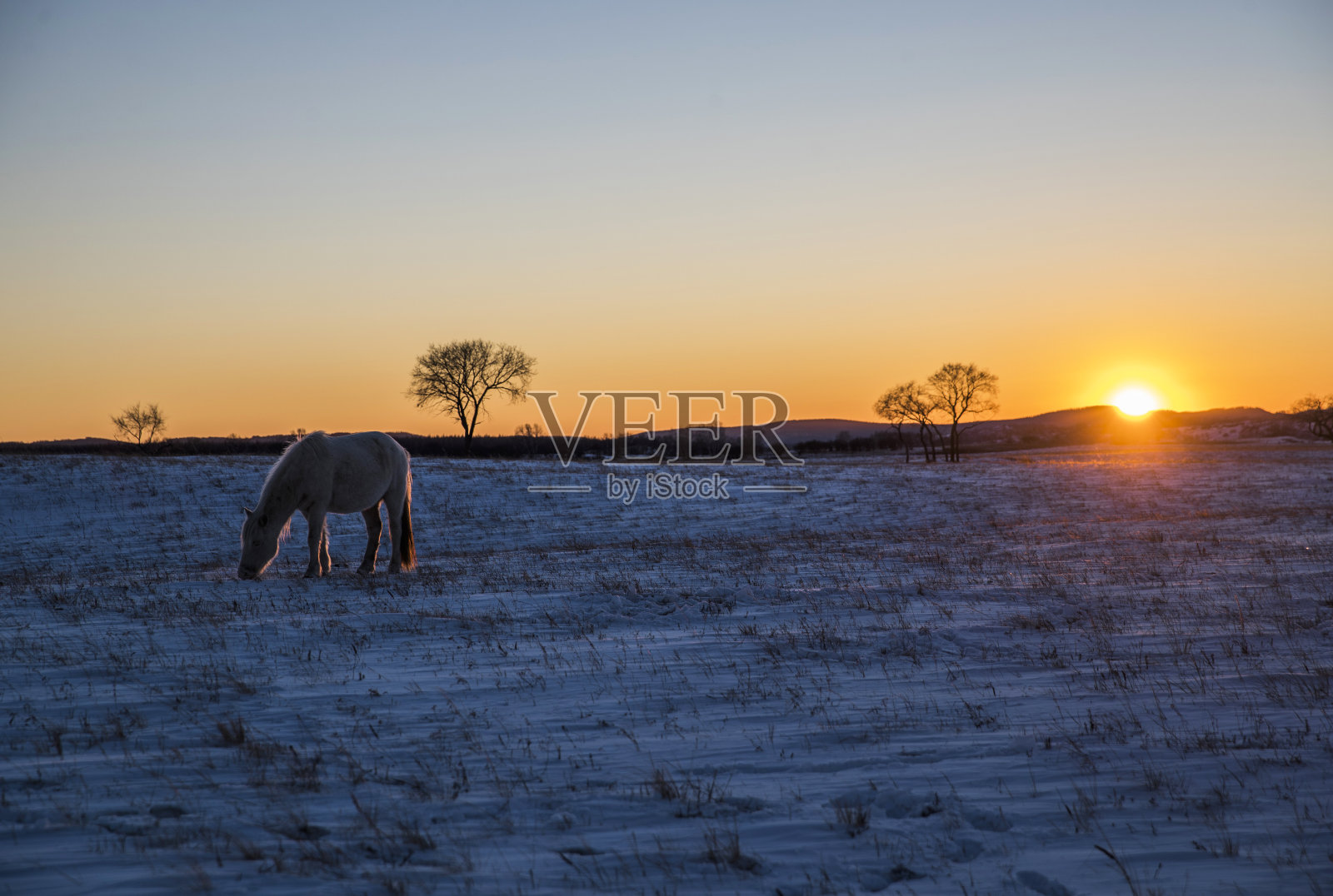 冬天在牧场上吃草的马照片摄影图片