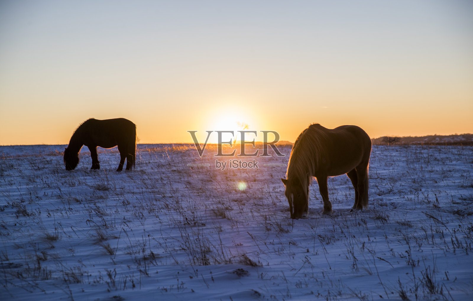 冬天在牧场上吃草的马照片摄影图片