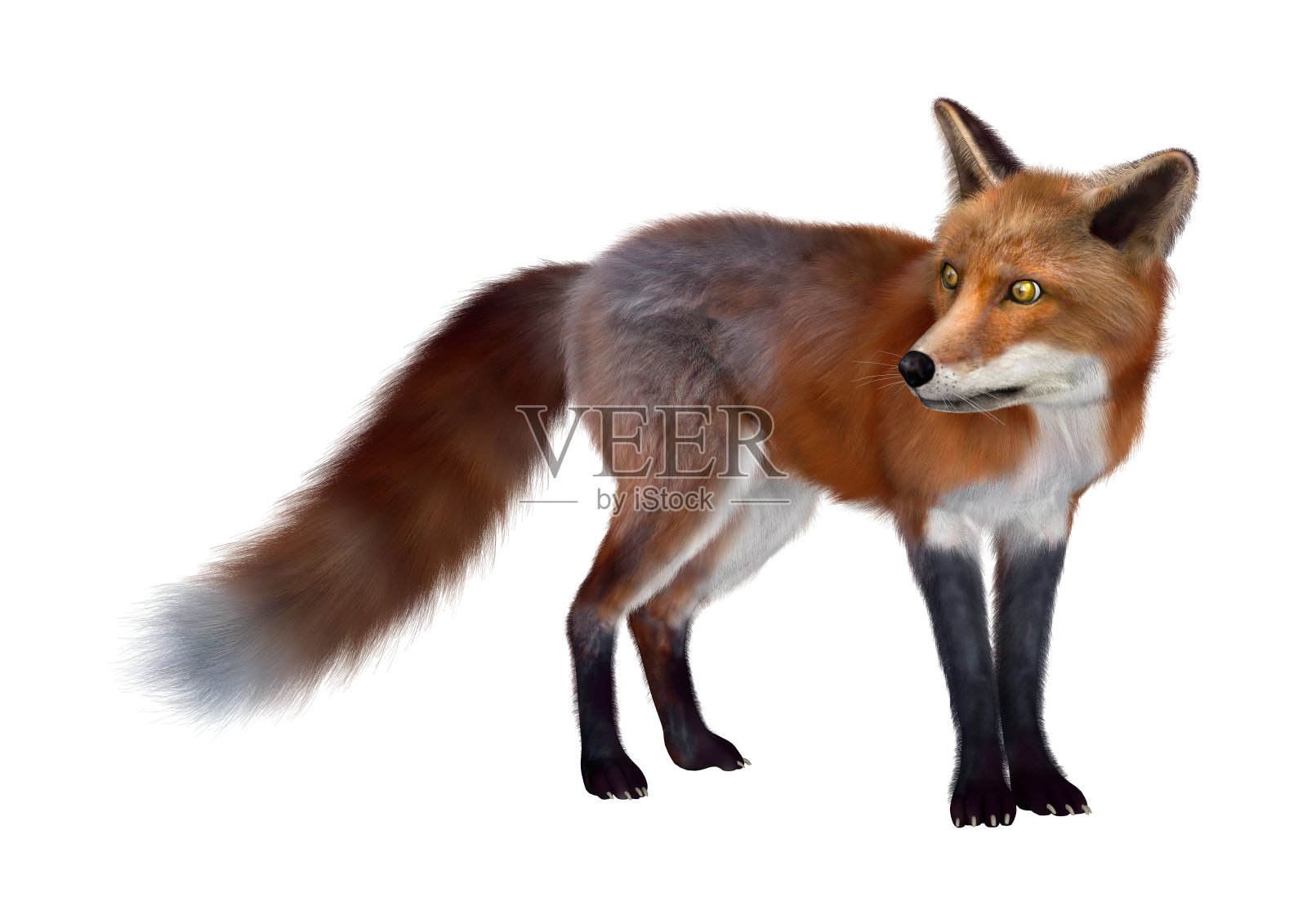3D数字渲染红狐狸在白色照片摄影图片