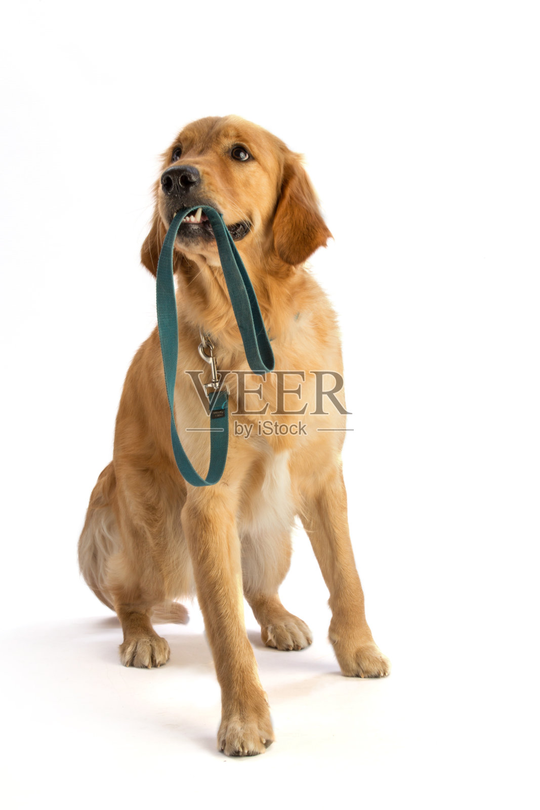 金毛猎犬用嘴叼着皮带照片摄影图片