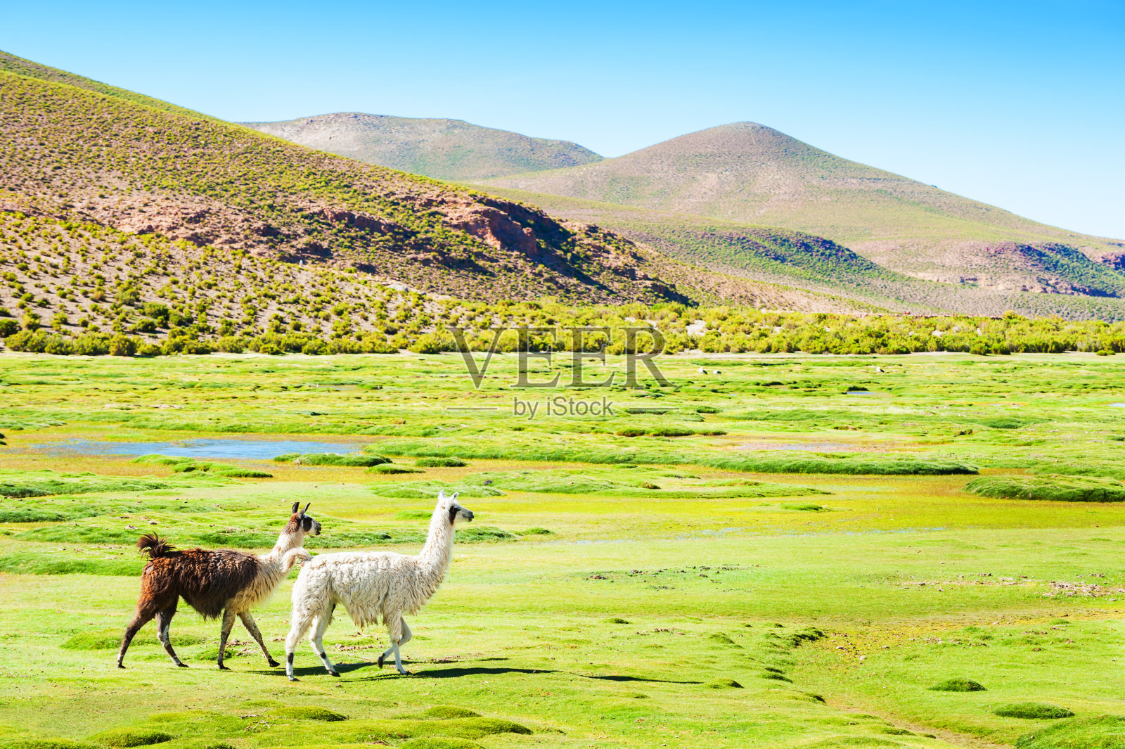 安第斯山脉绿色田野上的美洲驼照片摄影图片