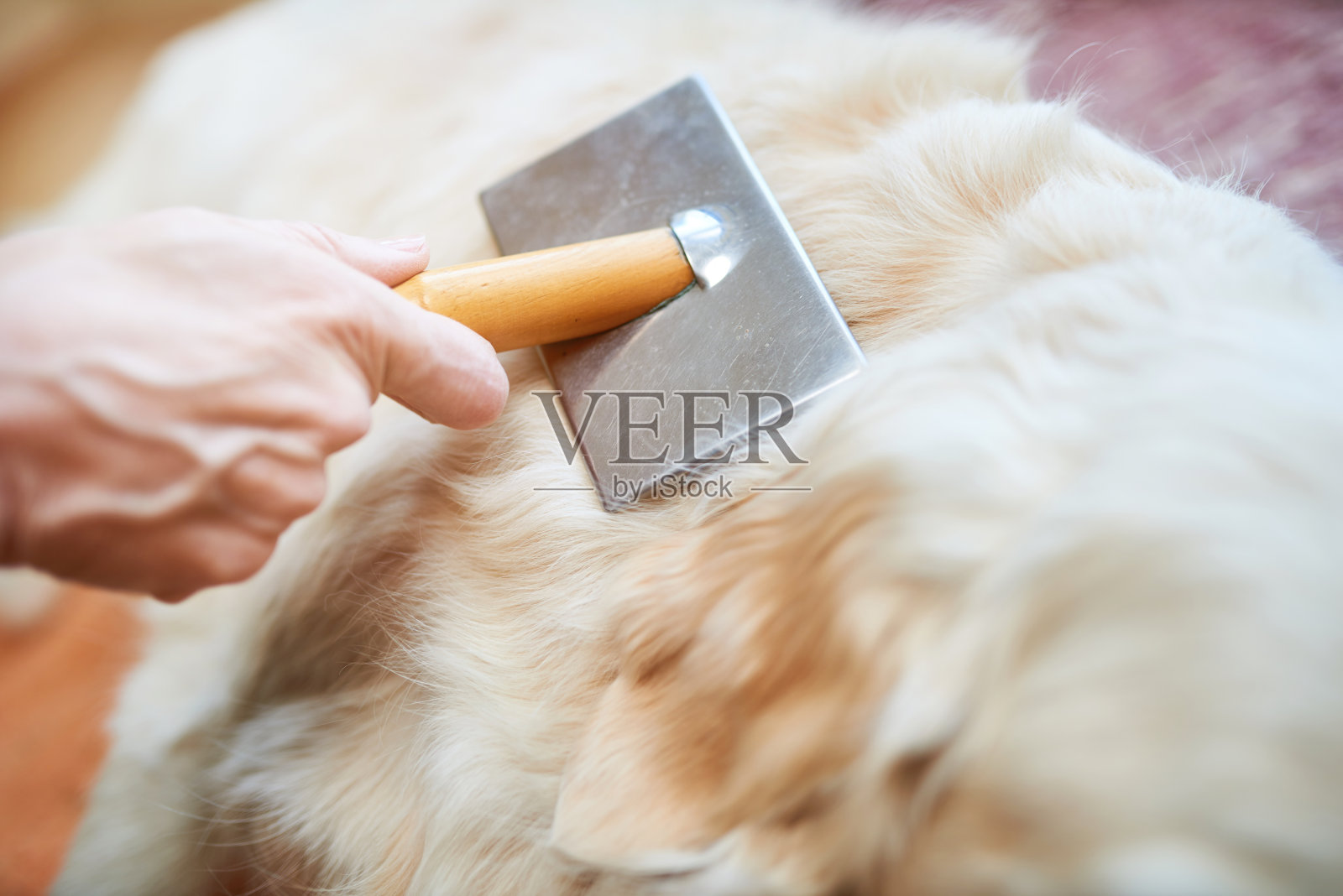 一名妇女用一把金属梳梳洗老金毛猎犬照片摄影图片