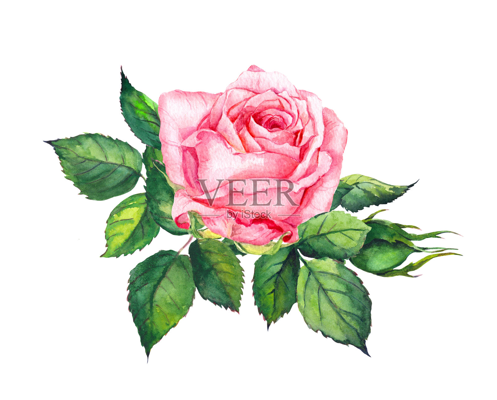 带叶的粉红玫瑰。水彩婚礼，保存日期卡插画图片素材
