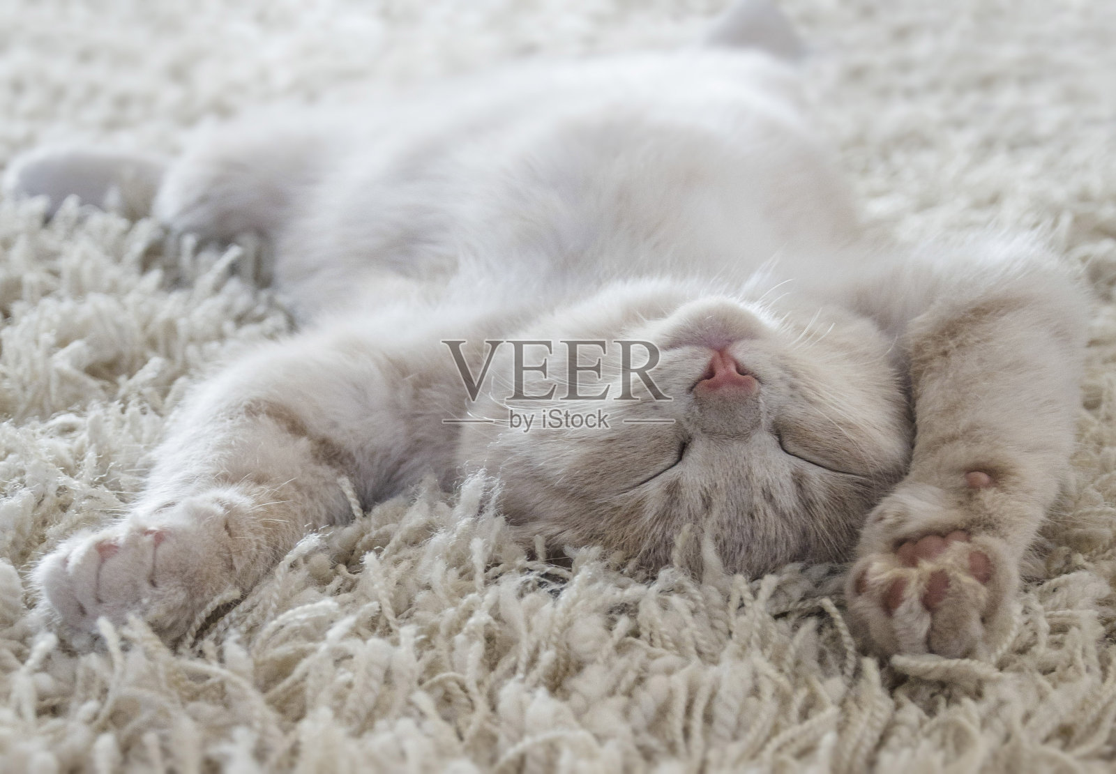 可爱的小猫躺在地上，就像躺在地毯上照片摄影图片