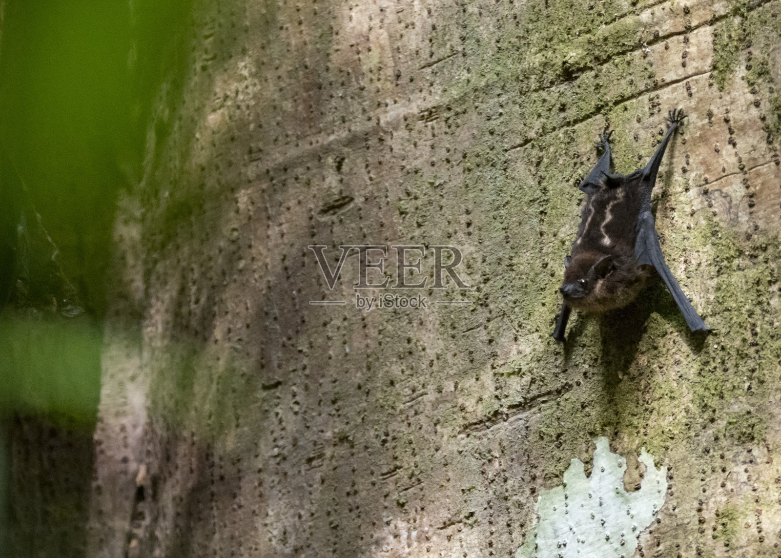 大白纹蝙蝠又名大囊翅蝙蝠(囊翅蝠)，哥斯达黎加科尔科瓦多国家公园照片摄影图片
