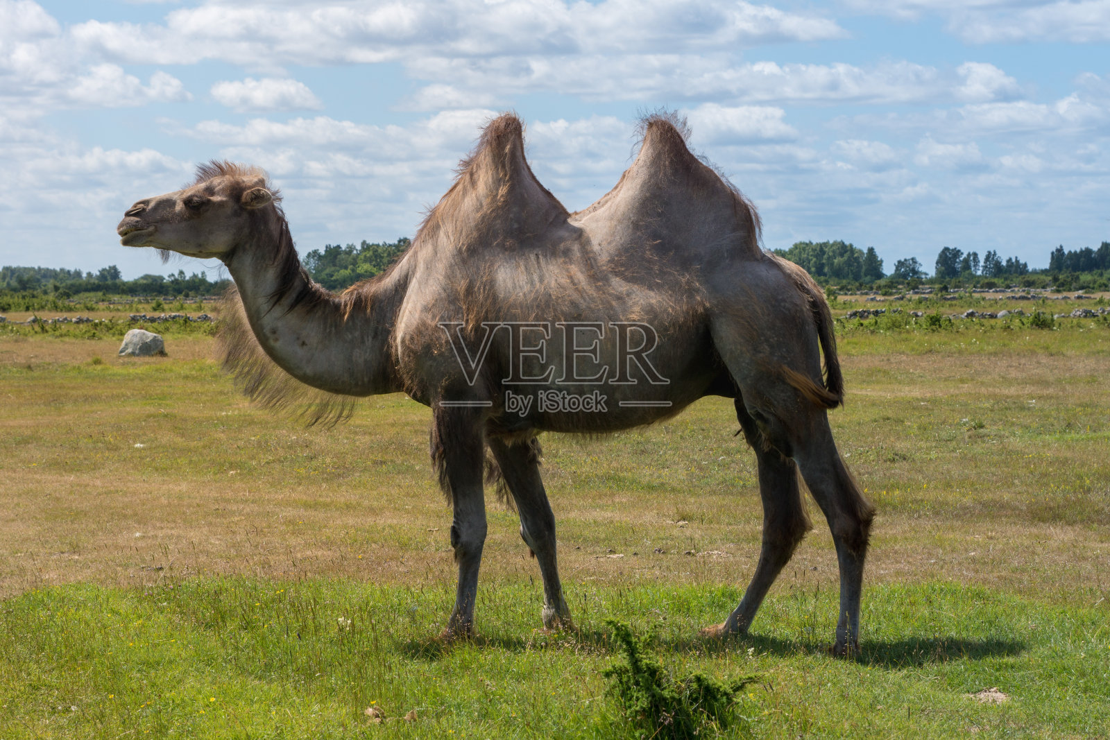 美丽的夏日里，大型公骆驼在田野里散步照片摄影图片