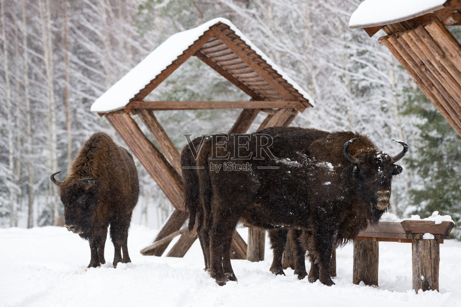 几头靠近饲养者的野牛。母亲野牛近距离。冬季成年野生欧洲棕色野牛(野牛属)。成年野牛，白俄罗斯共和国的象征。群野牛照片摄影图片