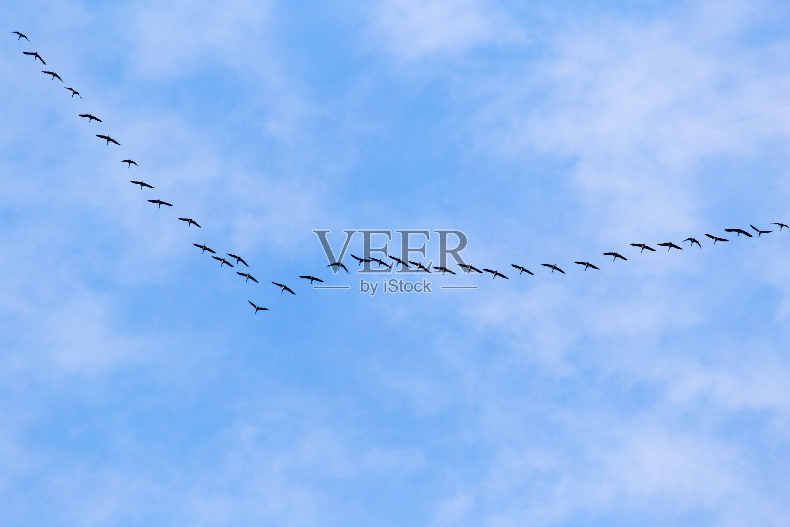 一群天鹅在南方的蓝天上飞翔照片摄影图片