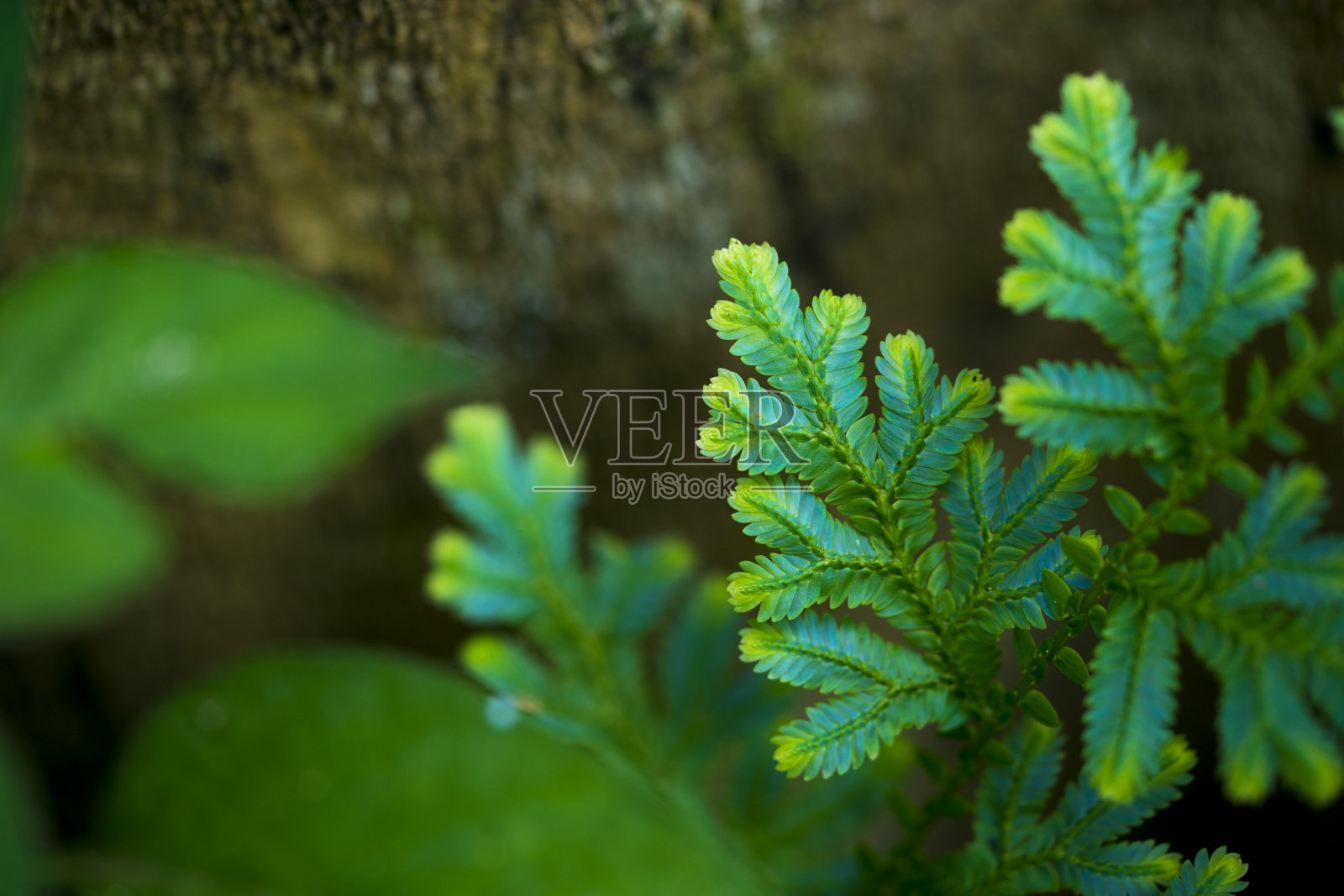蓝蕨只在茂密的森林中才有。自然美是罕见的。照片摄影图片