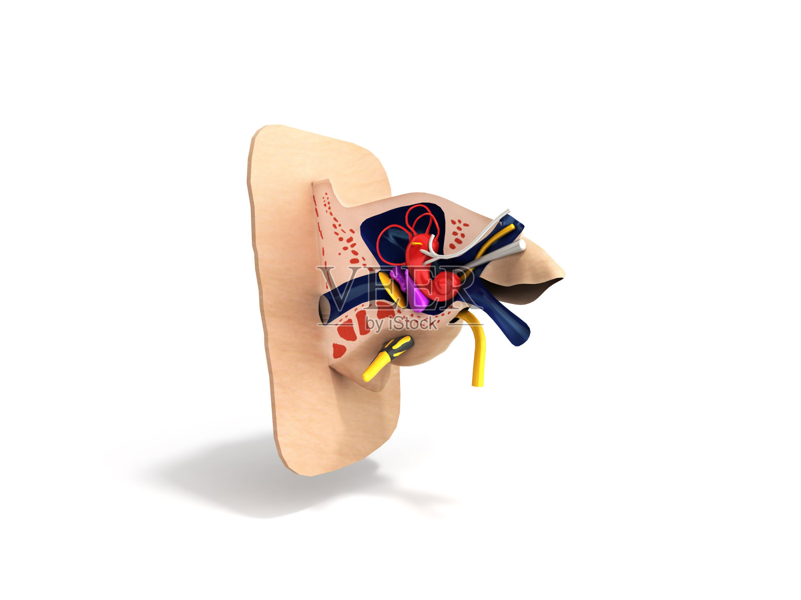 人体耳结构医学教育科学3d渲染图耳解剖学照片摄影图片