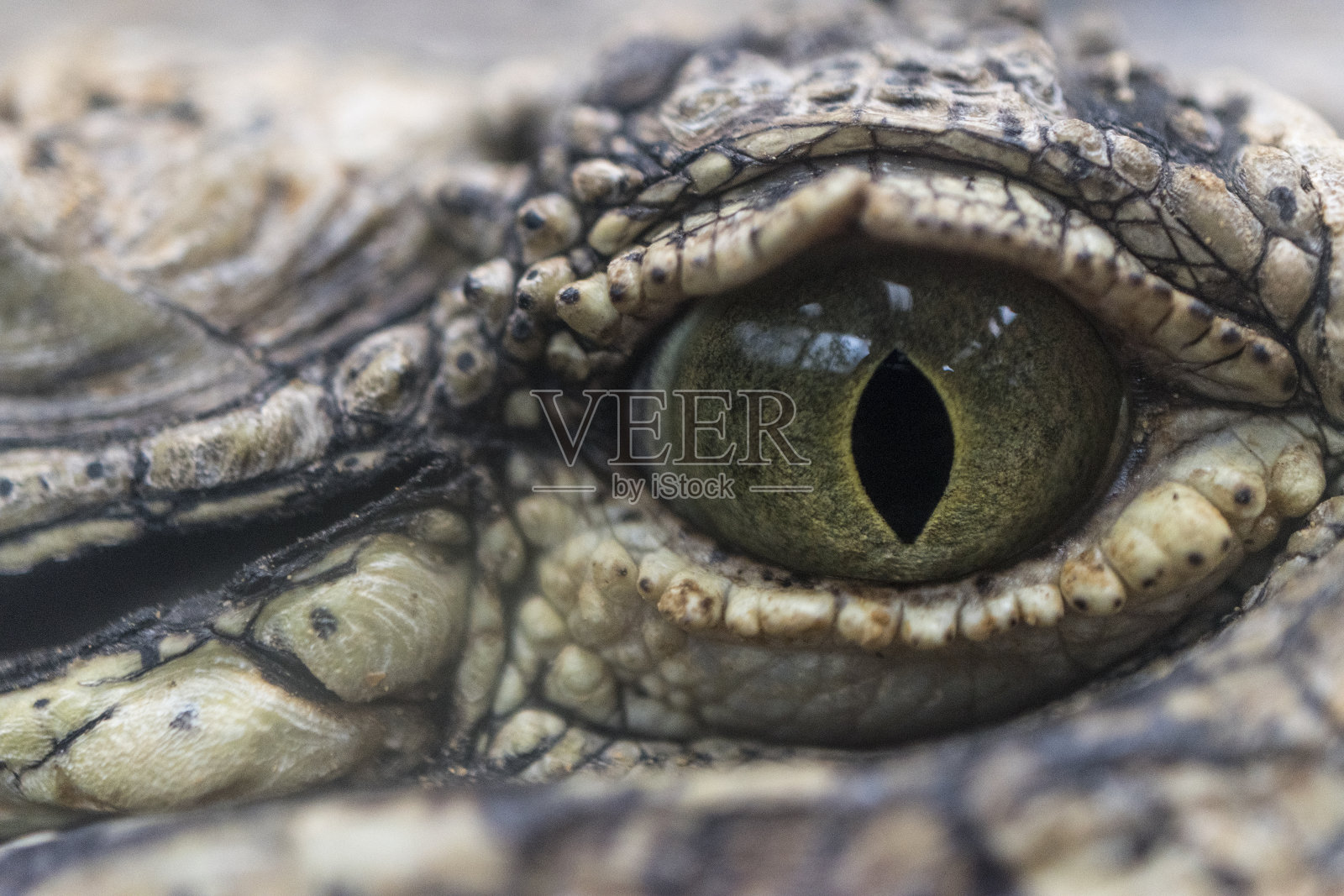 鳄鱼的眼睛照片摄影图片